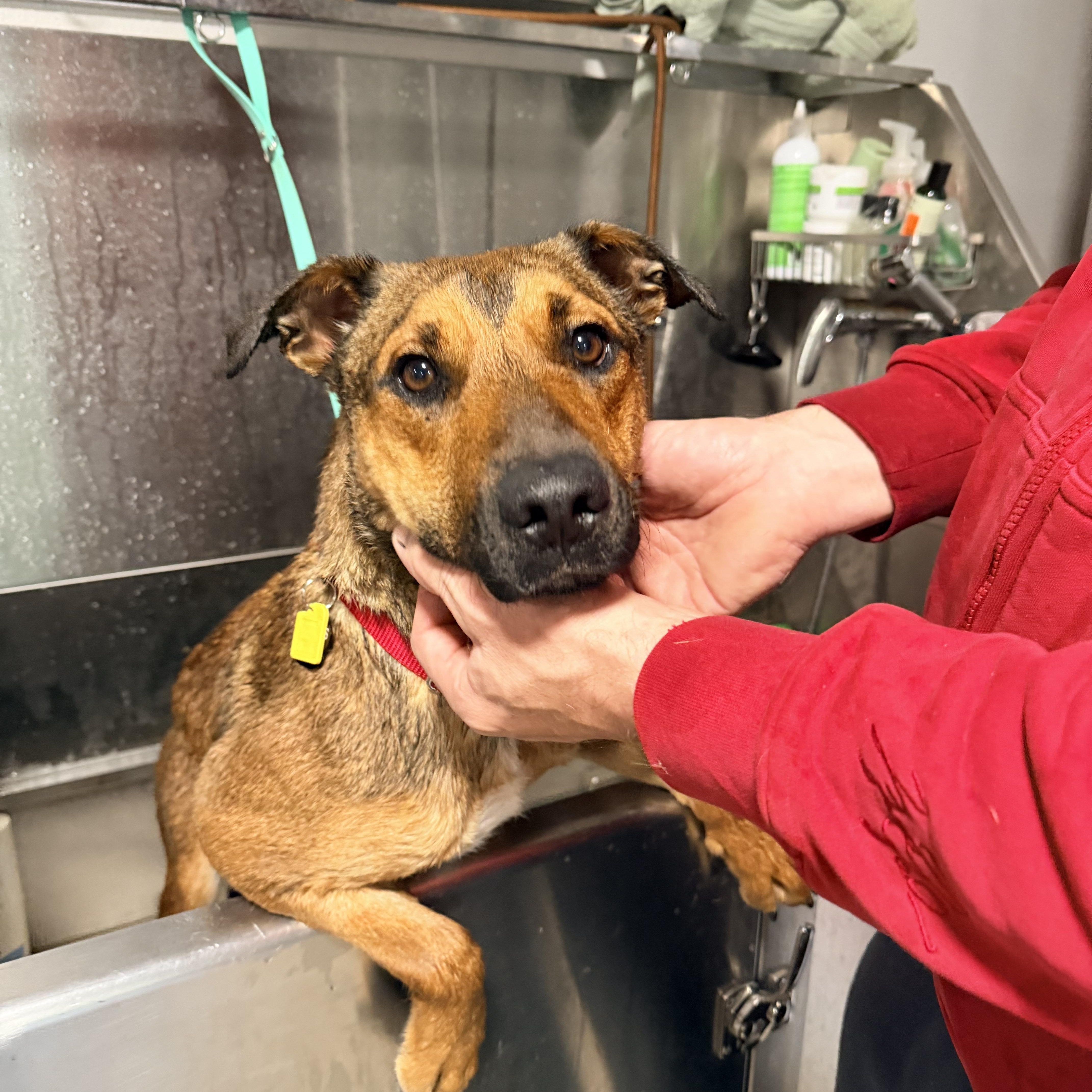 Enlarge Clove, a Adoptable mixed breed in Beavercreek, OR image 3/6