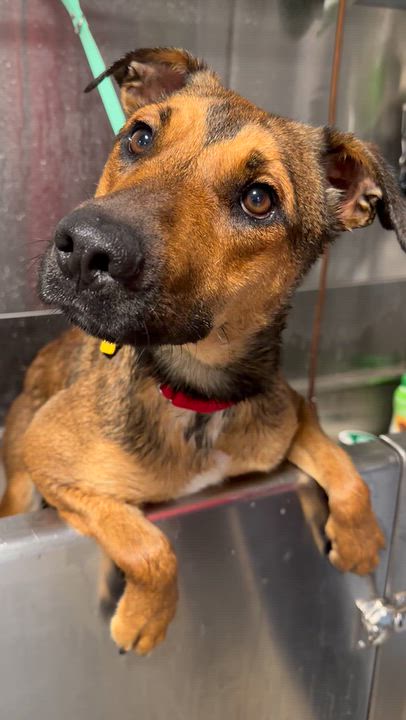 Enlarge Clove, a Adoptable mixed breed in Beavercreek, OR video 5/6