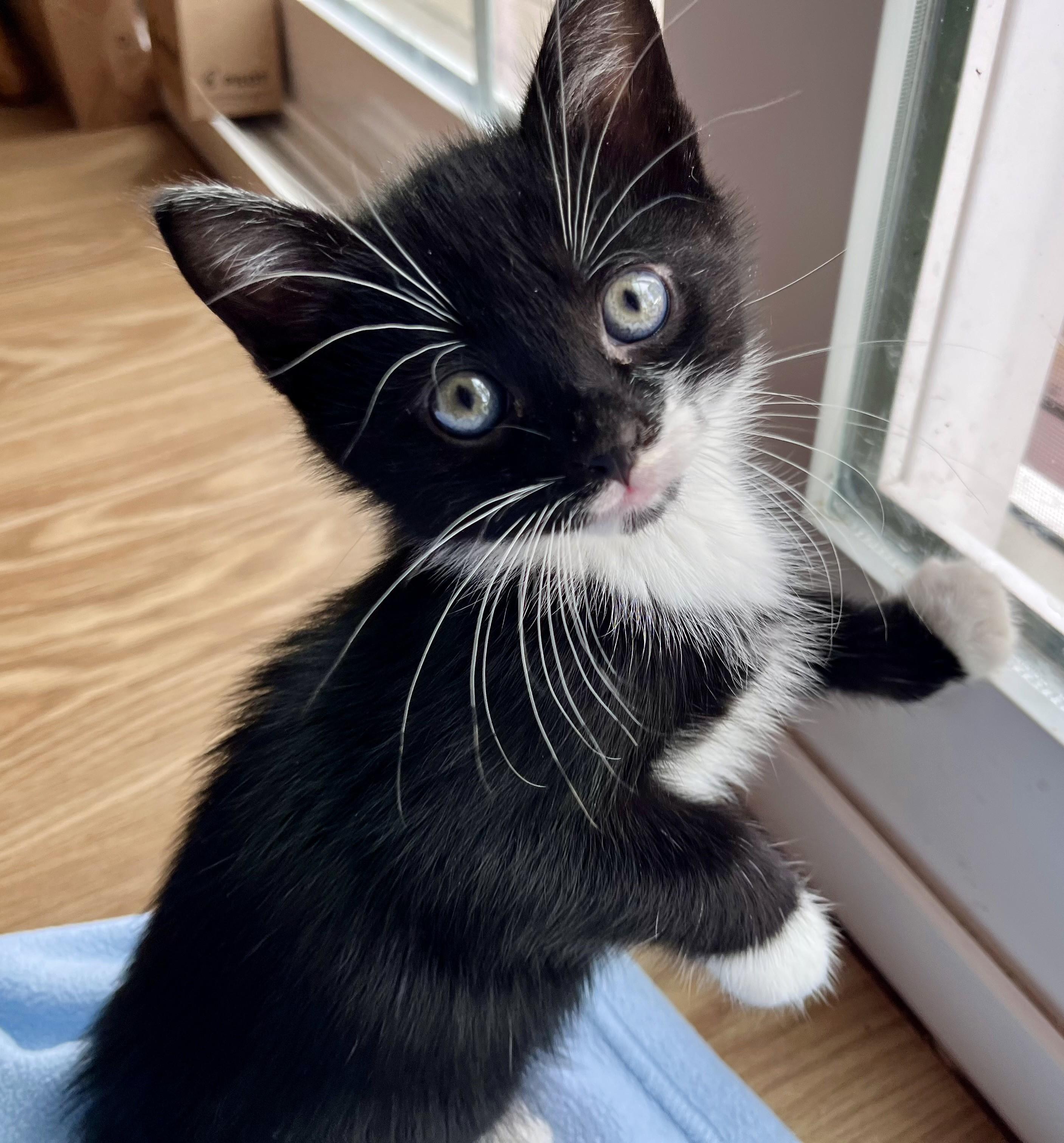 Kittens for Saturday