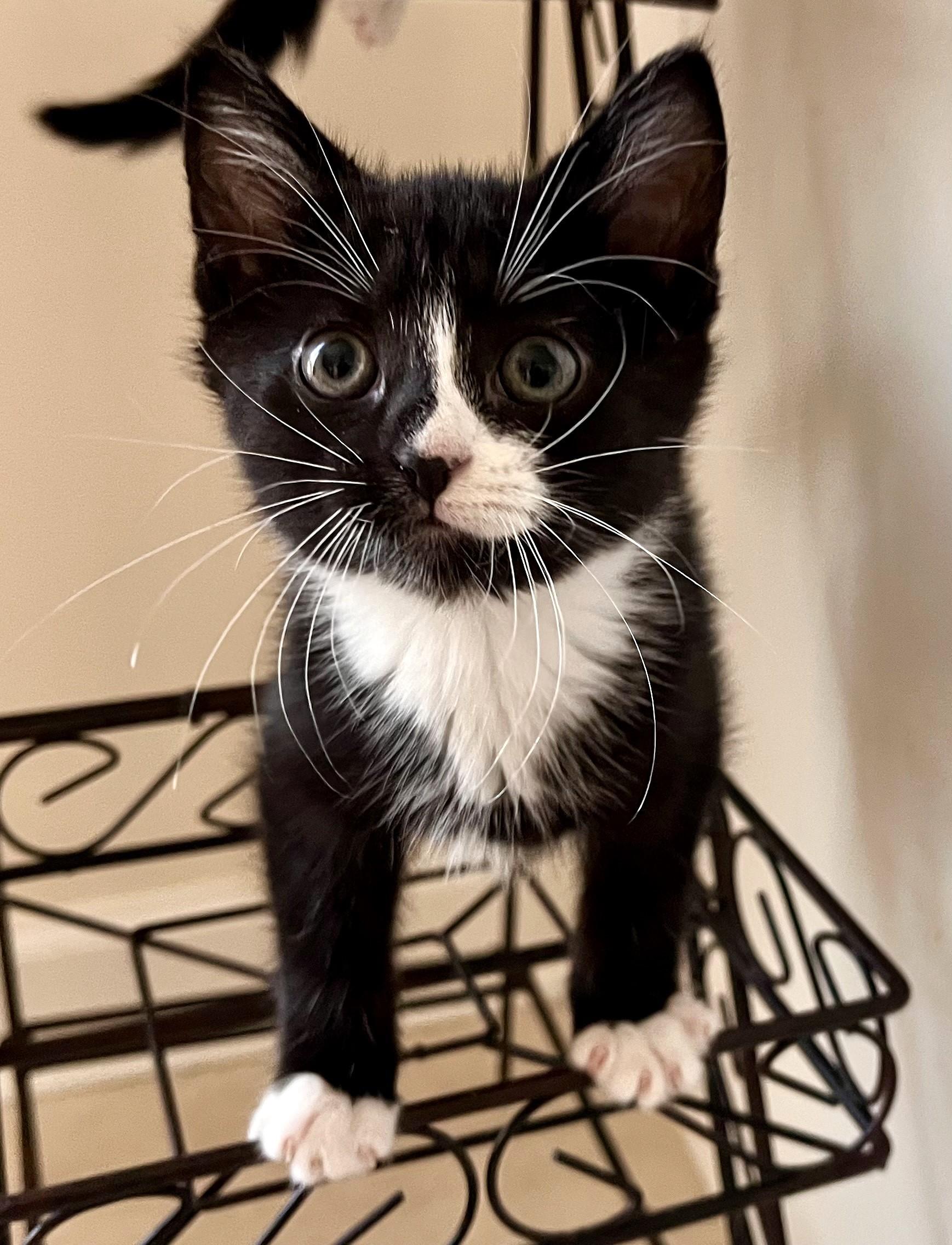 Kittens for Saturday