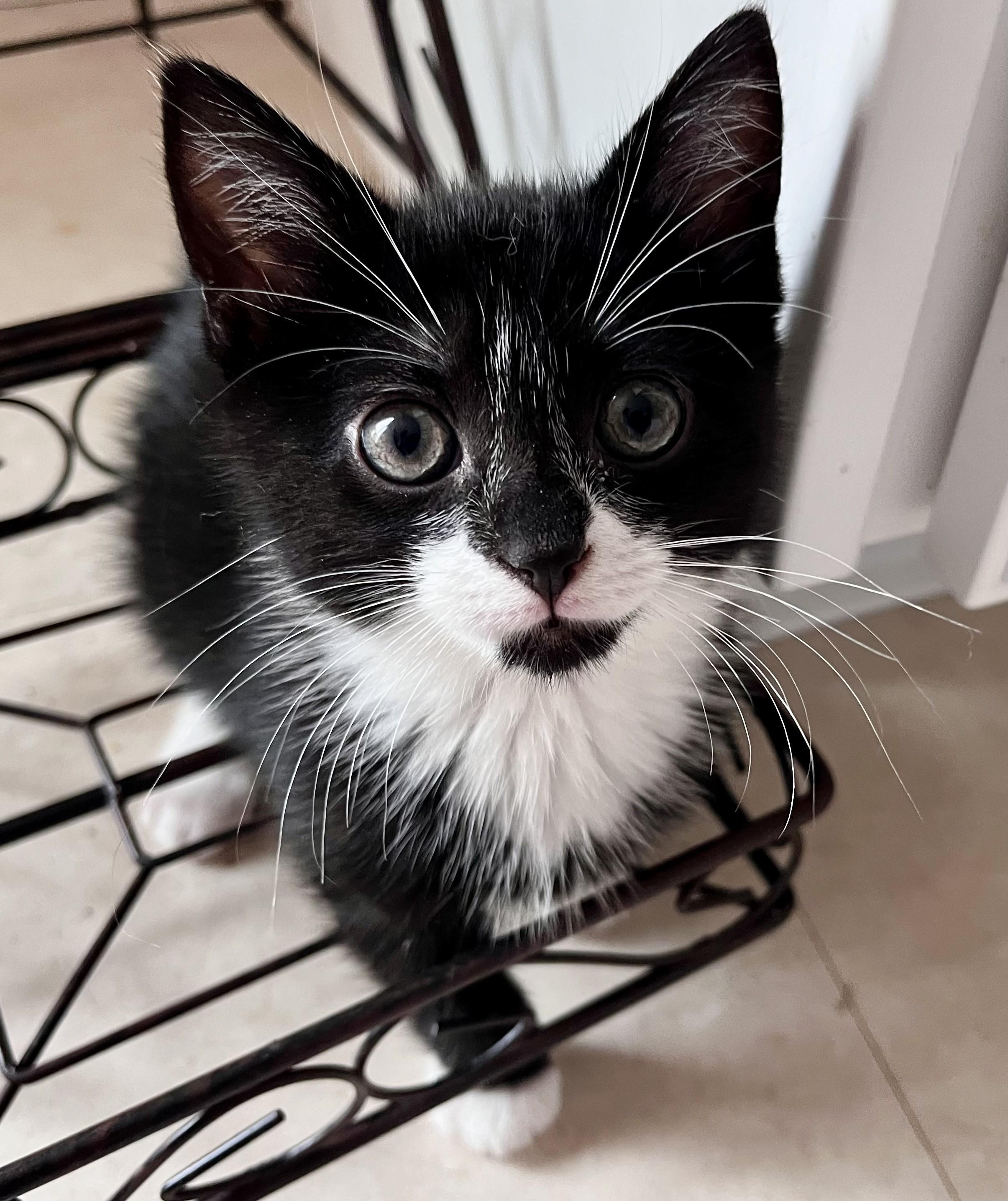 Kittens for Saturday
