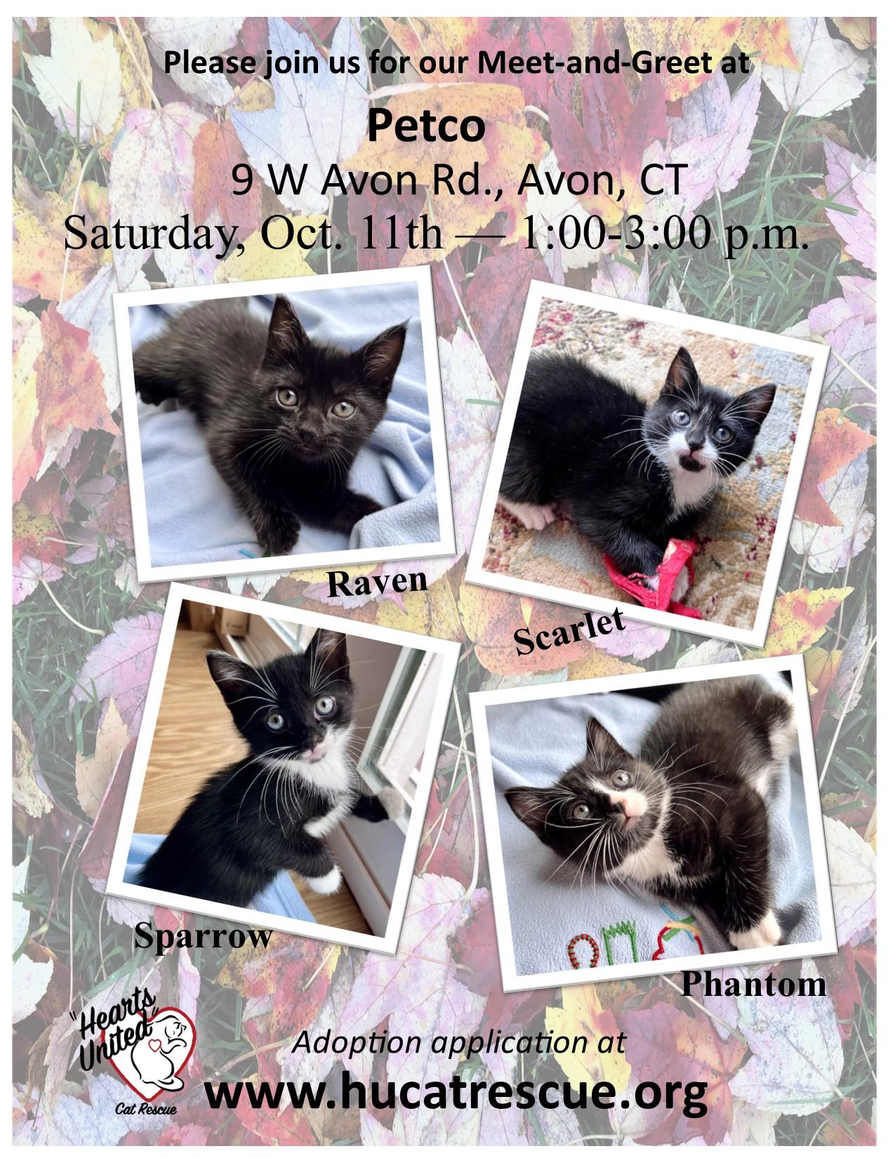 Kittens for Saturday