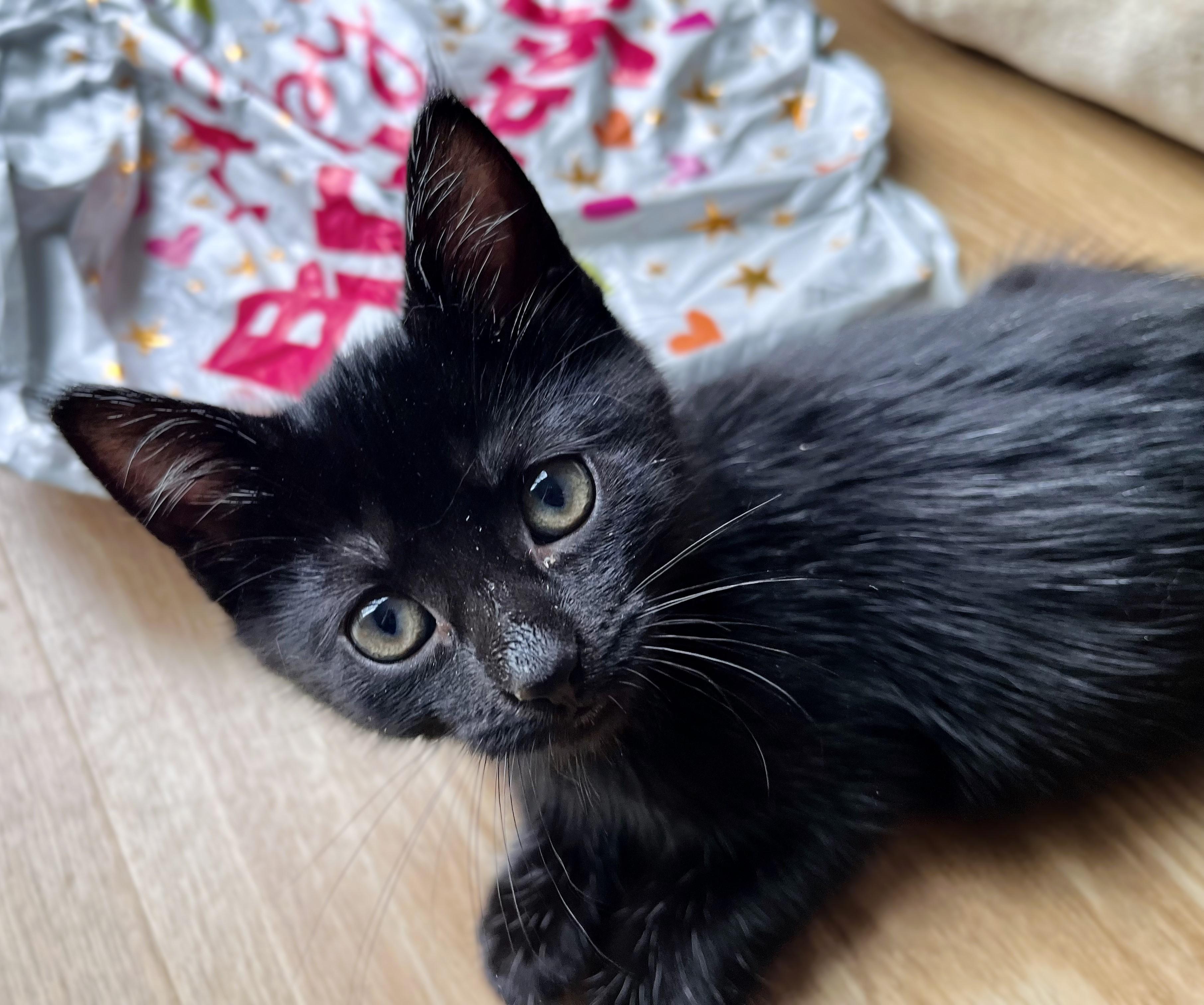 Kittens for Saturday