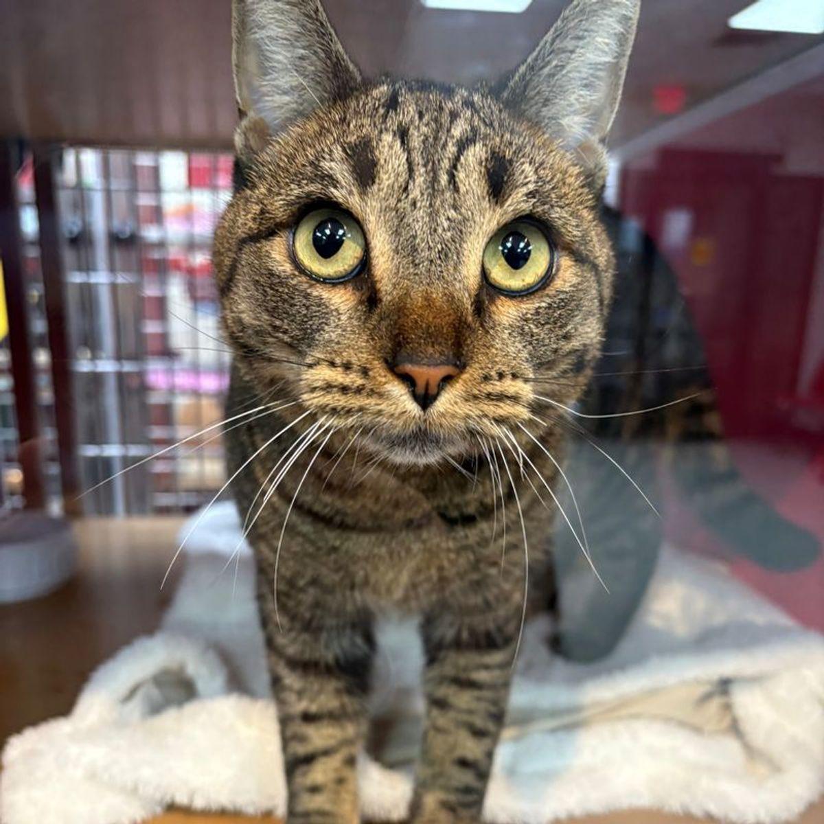 Priscilla, Adoptable, Adult Female Domestic Short Hair.