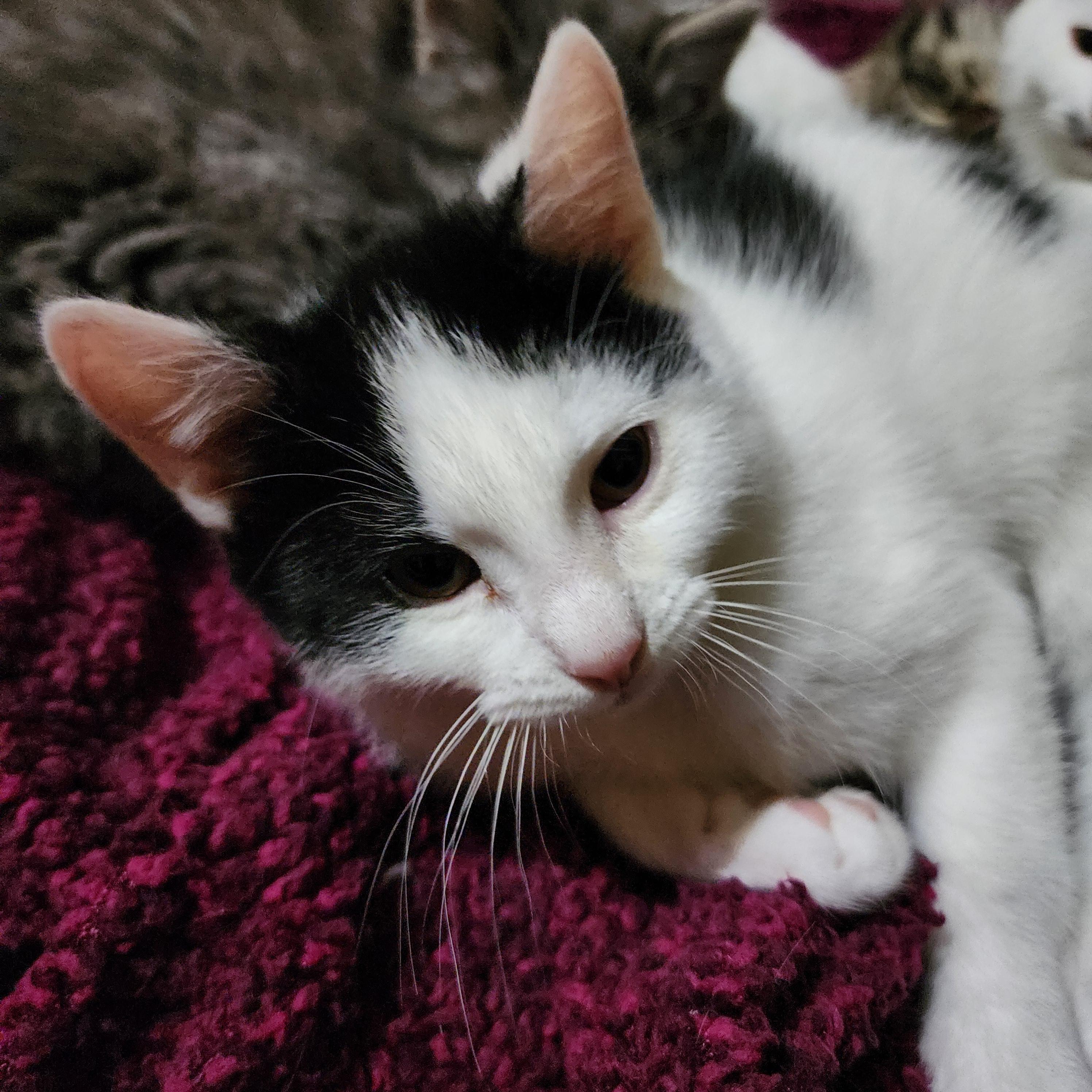 Enlarge Hercules, an adoptable Domestic Short Hair in Lacona, NY image 4/5