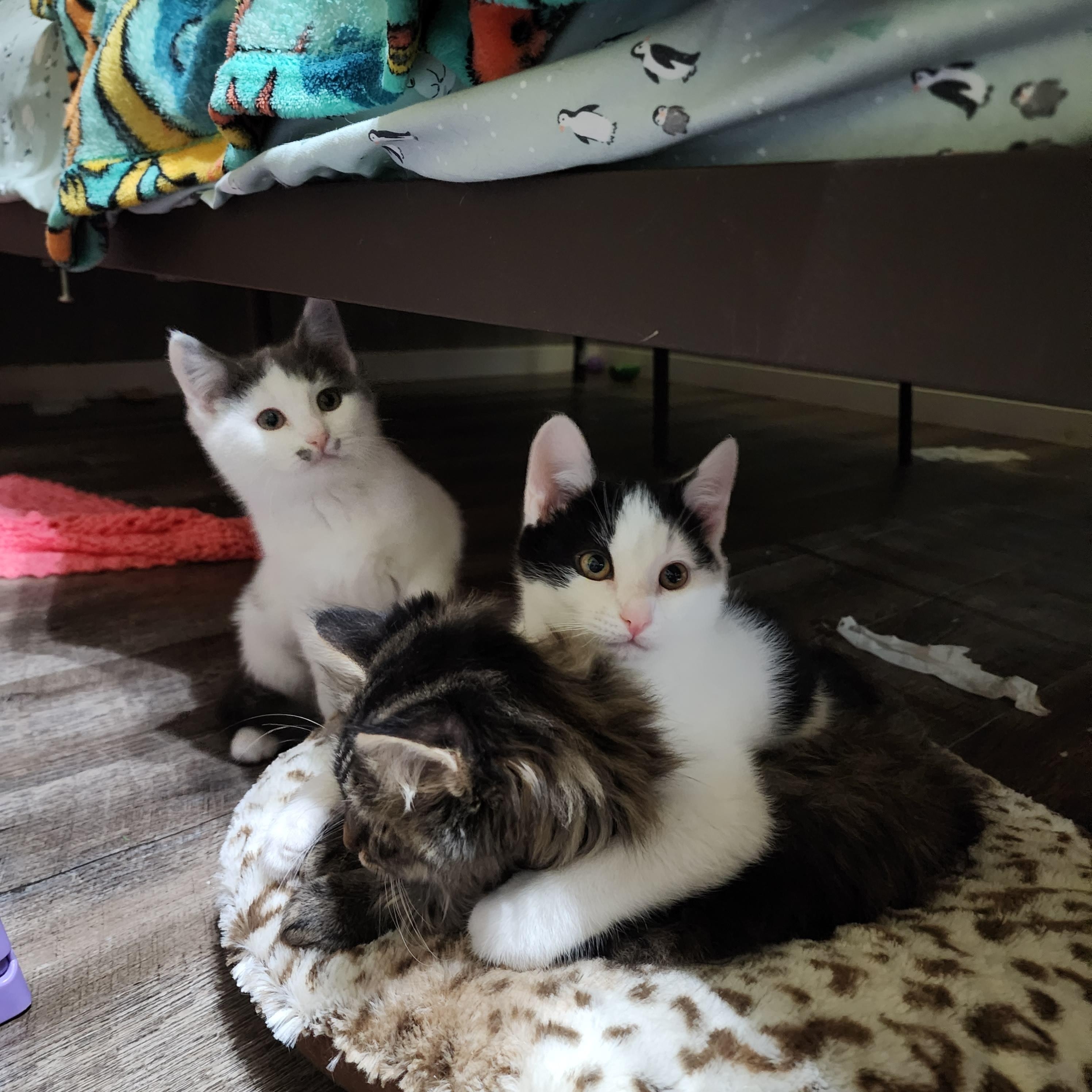 Enlarge Hercules, an adoptable Domestic Short Hair in Lacona, NY image 5/5