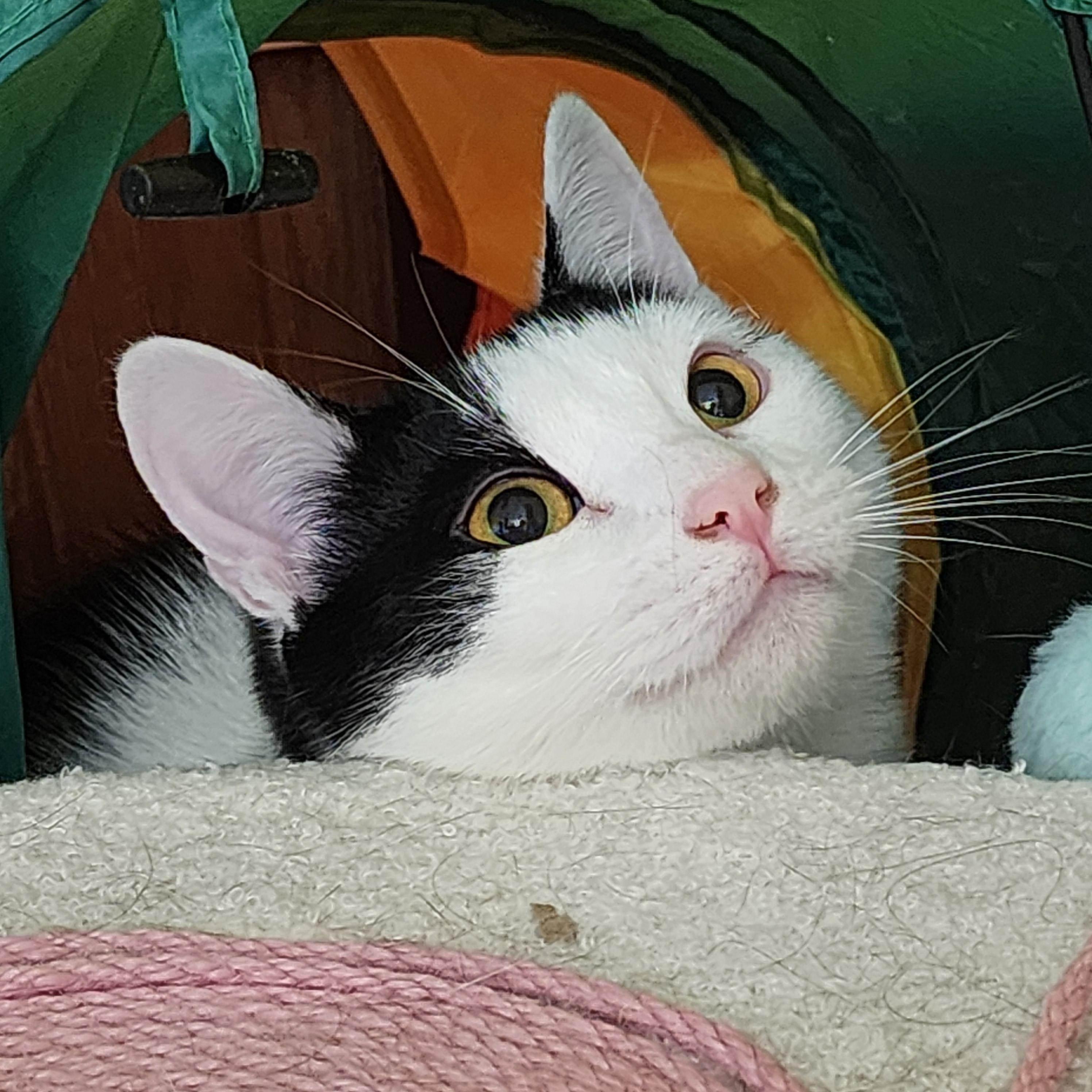 Enlarge Hercules, an adoptable Domestic Short Hair in Lacona, NY image 1/5