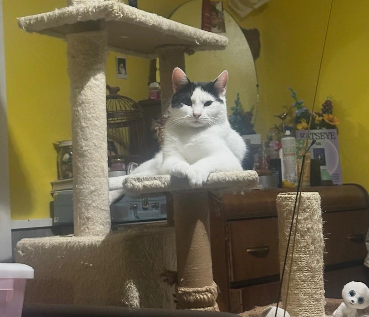 Hercules, an adoptable Domestic Short Hair in Lacona, NY image 1/6