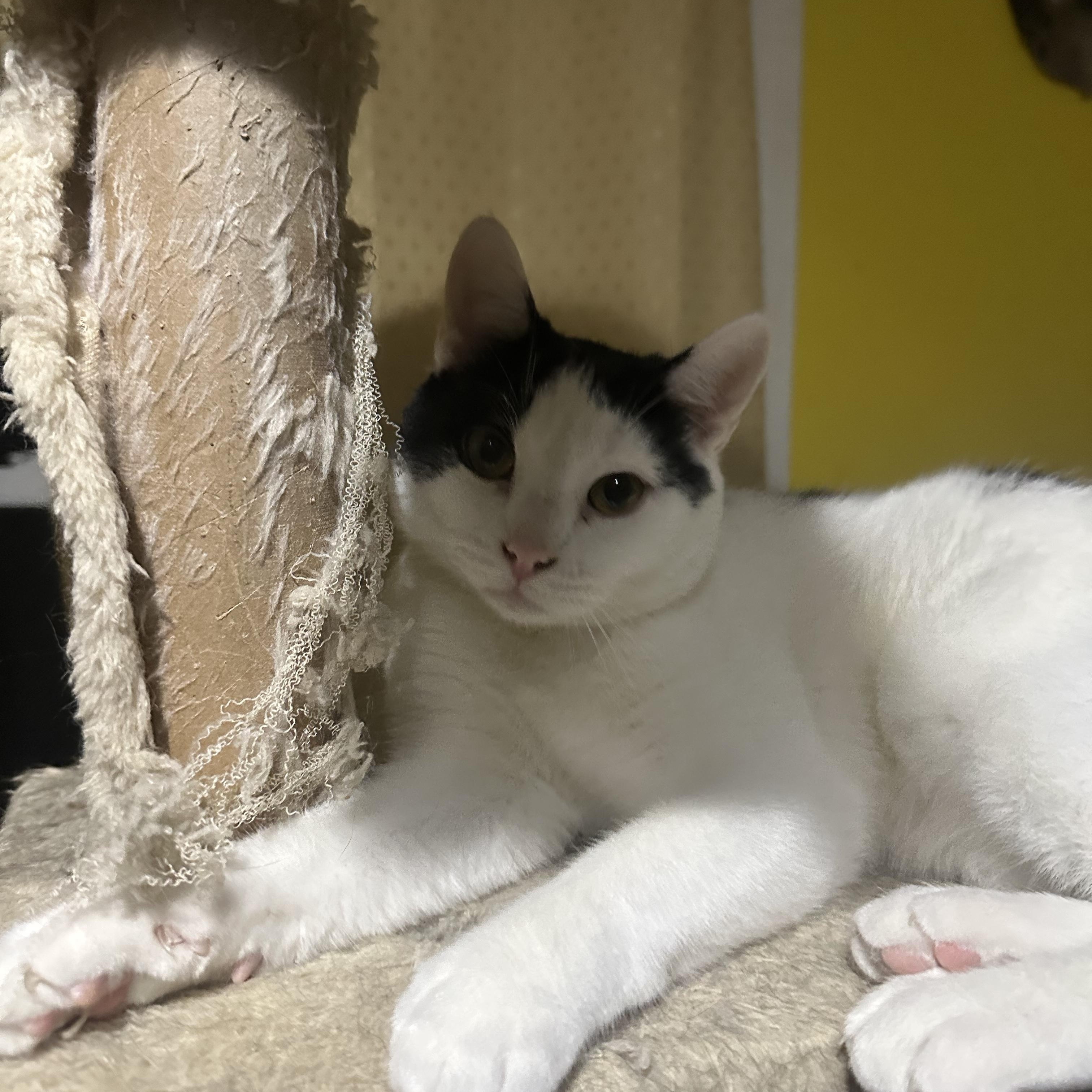 Hercules, adoptable, Kitten Male Domestic Short Hair.