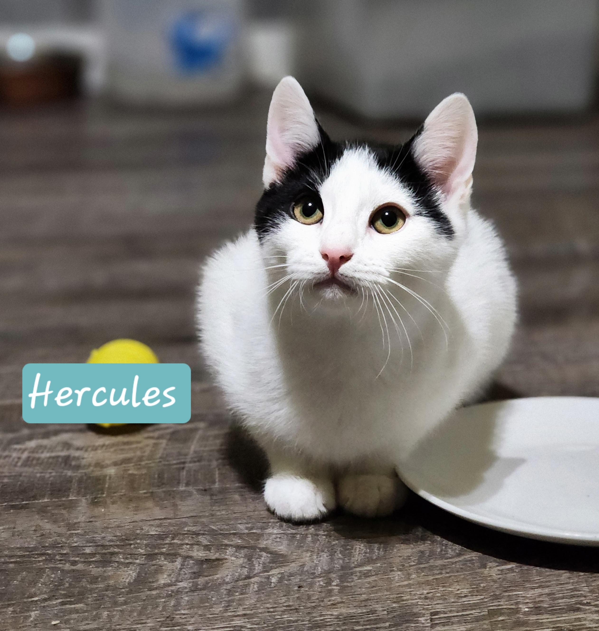 Enlarge Hercules, an adoptable Domestic Short Hair in Lacona, NY image 2/5