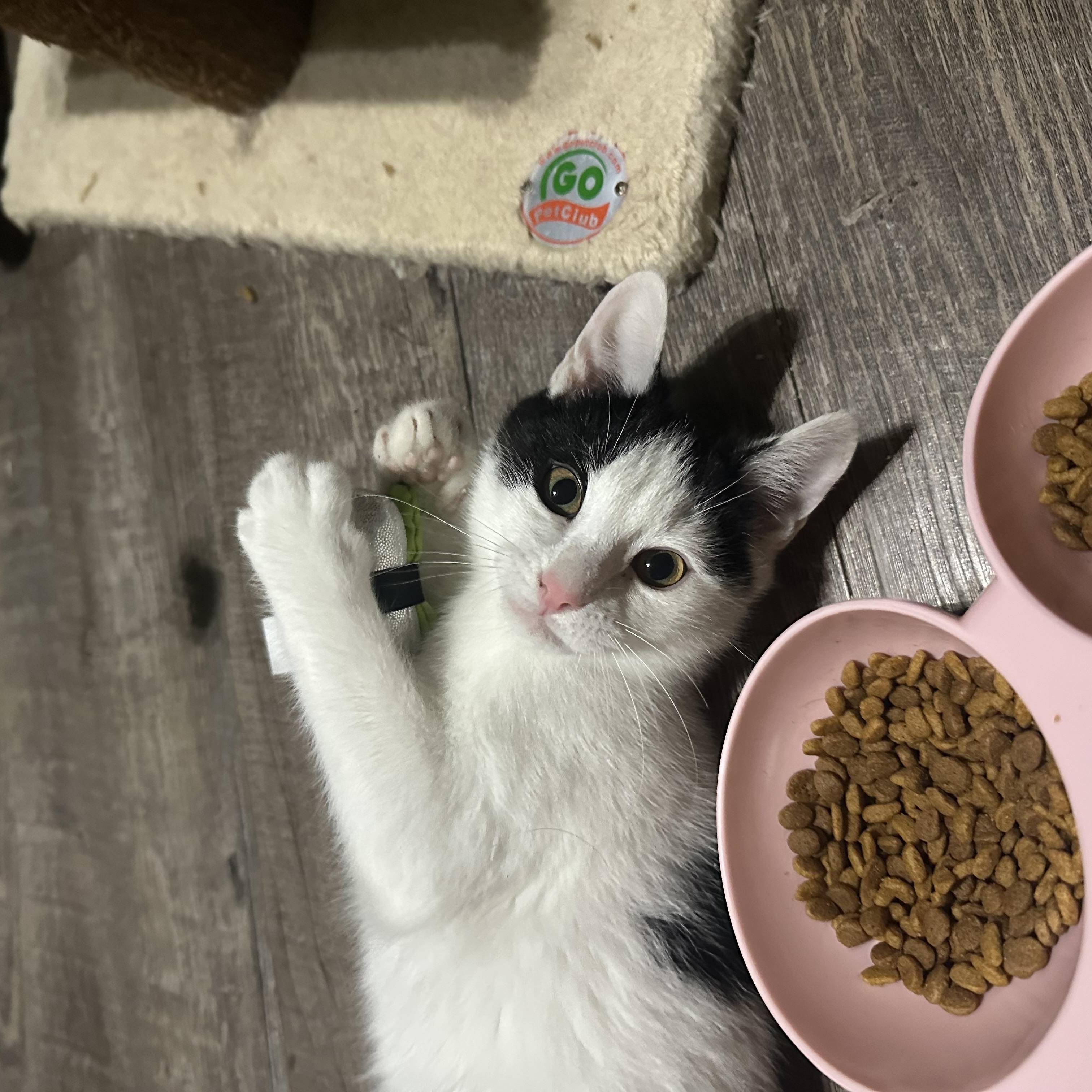 Enlarge Hercules, an adoptable Domestic Short Hair in Lacona, NY image 3/5