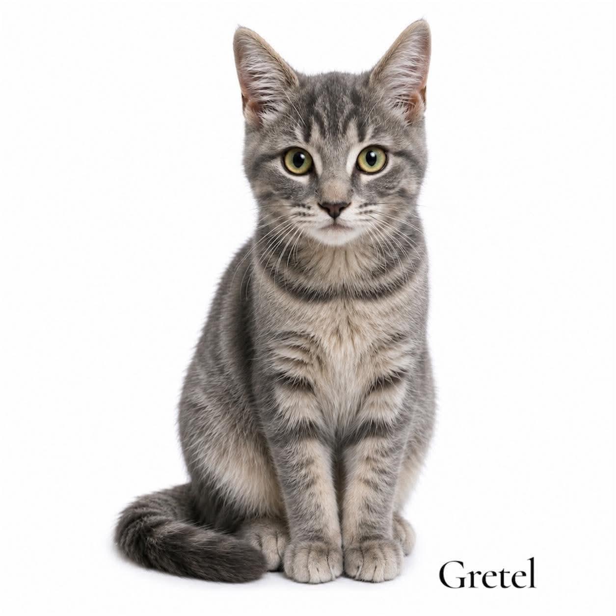 Enlarge Gretel, an adopted Domestic Short Hair in Stevensville, MI image 1/1
