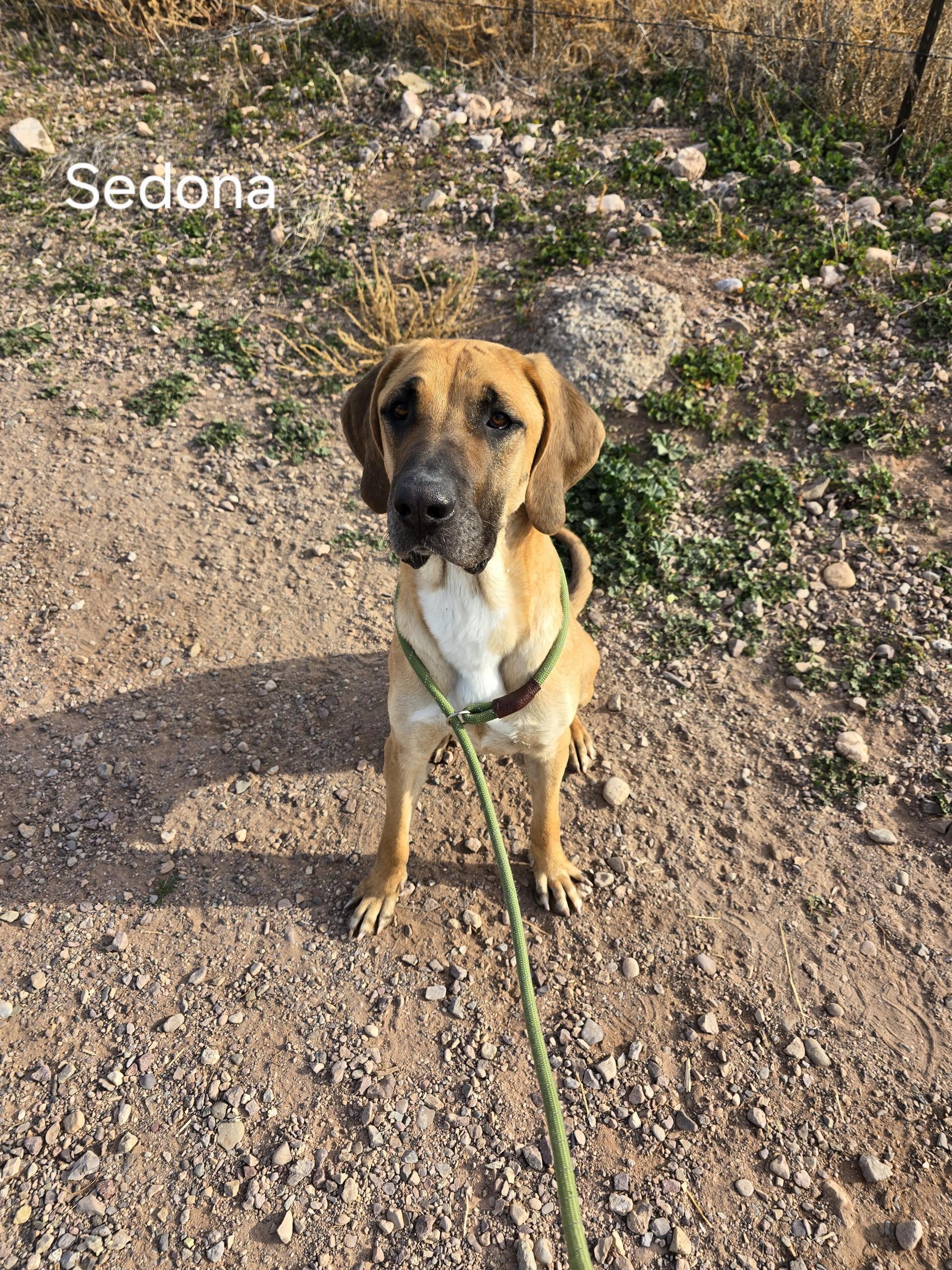 Enlarge Sedona, an adoptable mixed breed in Sierra Vista, AZ image 3/4