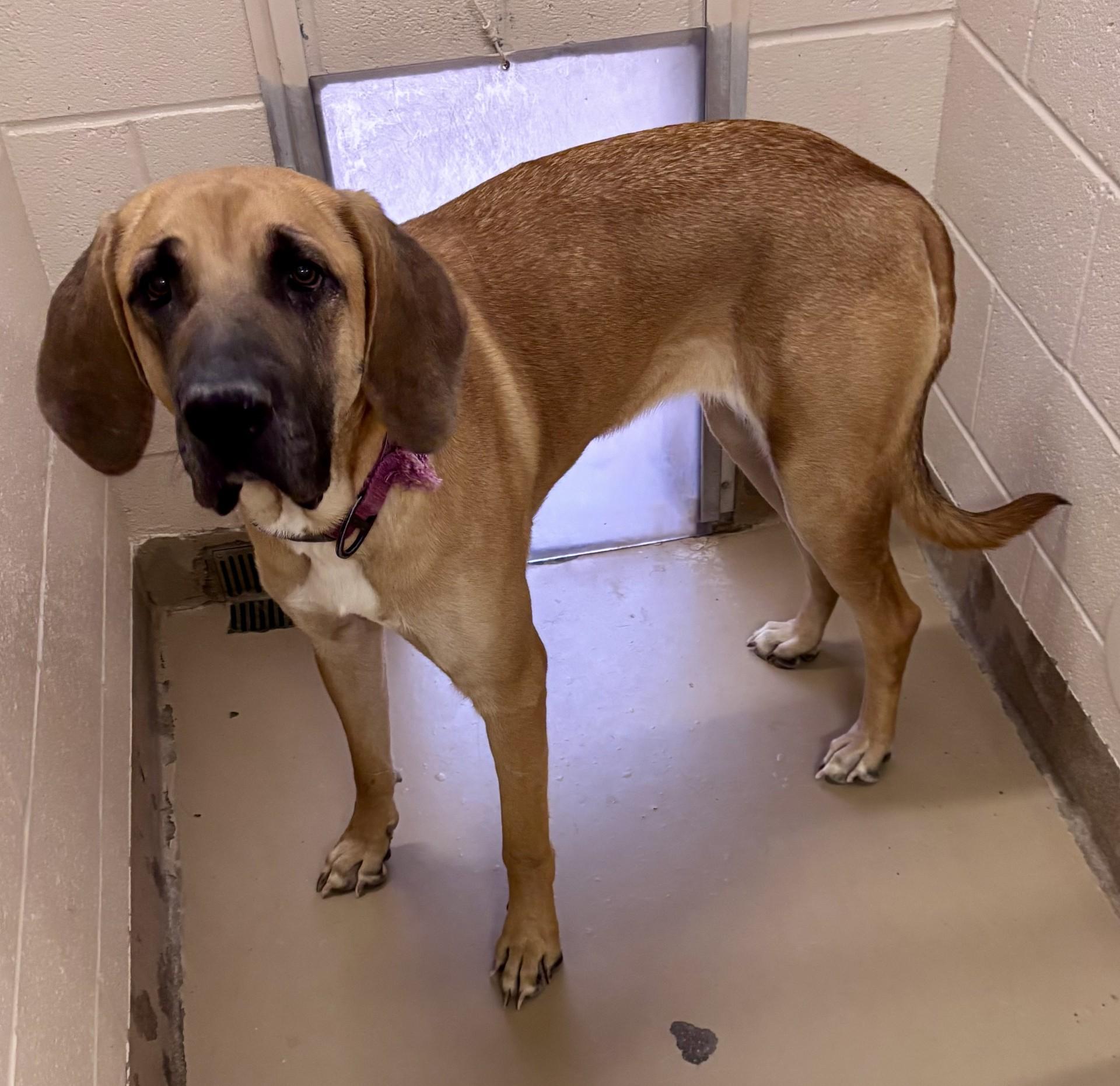 Enlarge Sedona, an adoptable mixed breed in Sierra Vista, AZ image 2/4