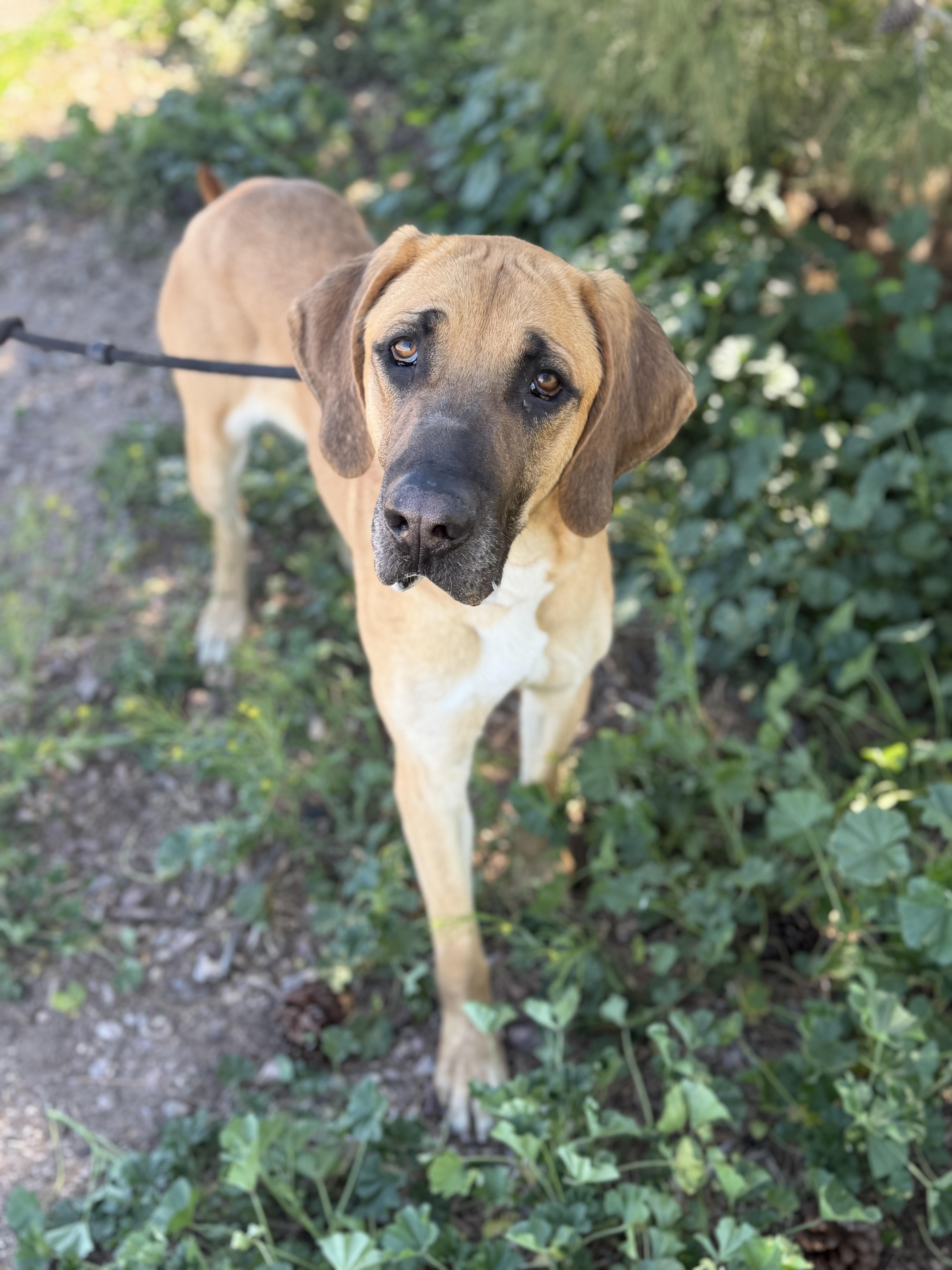 Enlarge Sedona, an adoptable mixed breed in Sierra Vista, AZ image 4/4