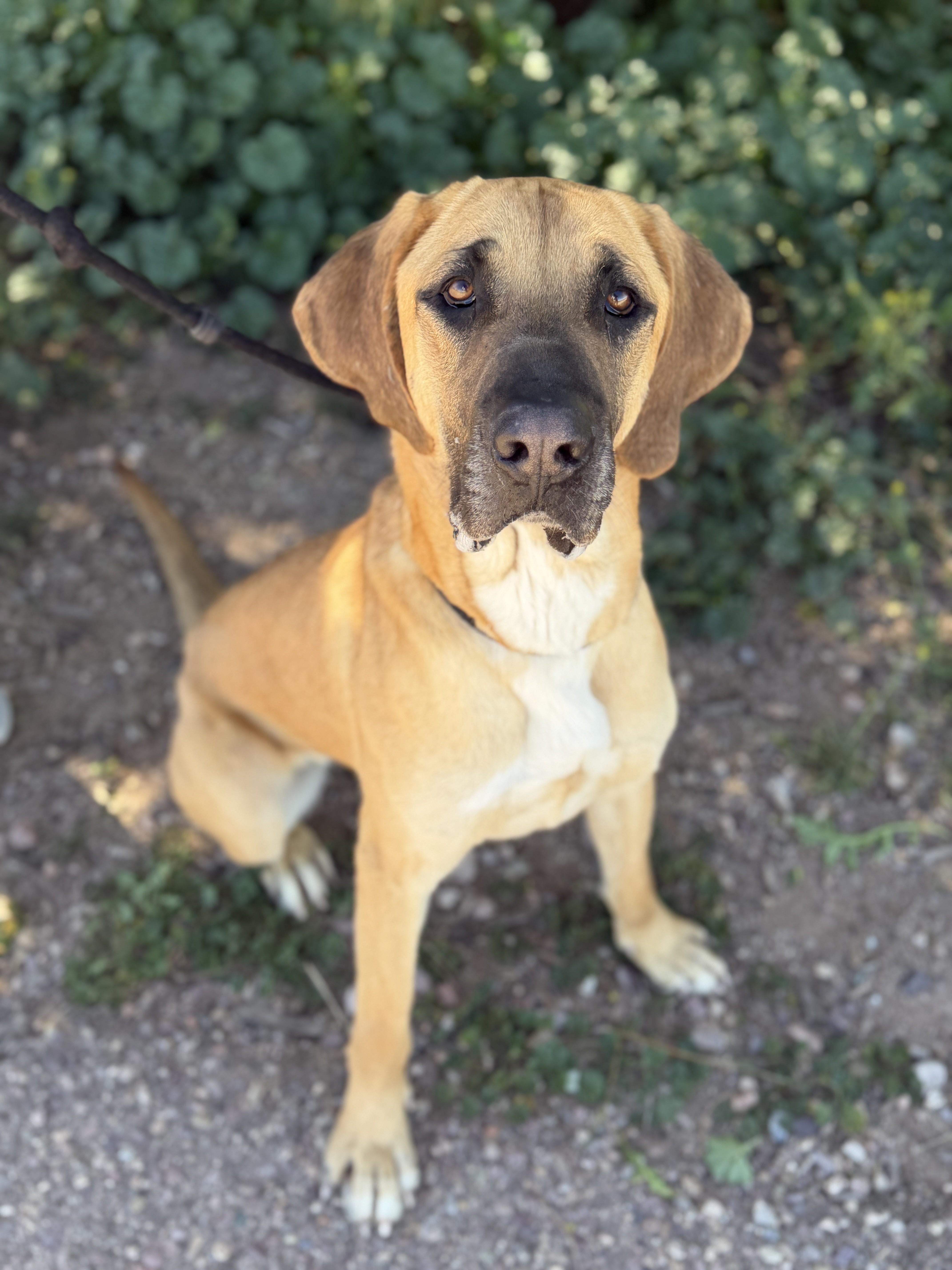 Sedona, adoptable, Adult Female Saint Bernard & Bloodhound.