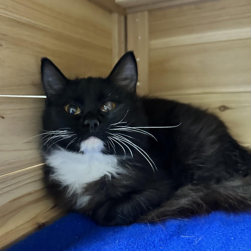 Llewellyn, Adoptable, Kitten Female Domestic Medium Hair.