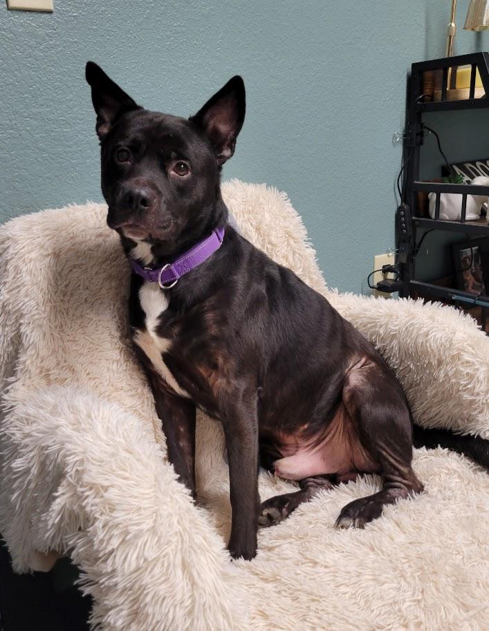 Enlarge Dodger, an adopted mixed breed in Lisbon, OH image 1/3