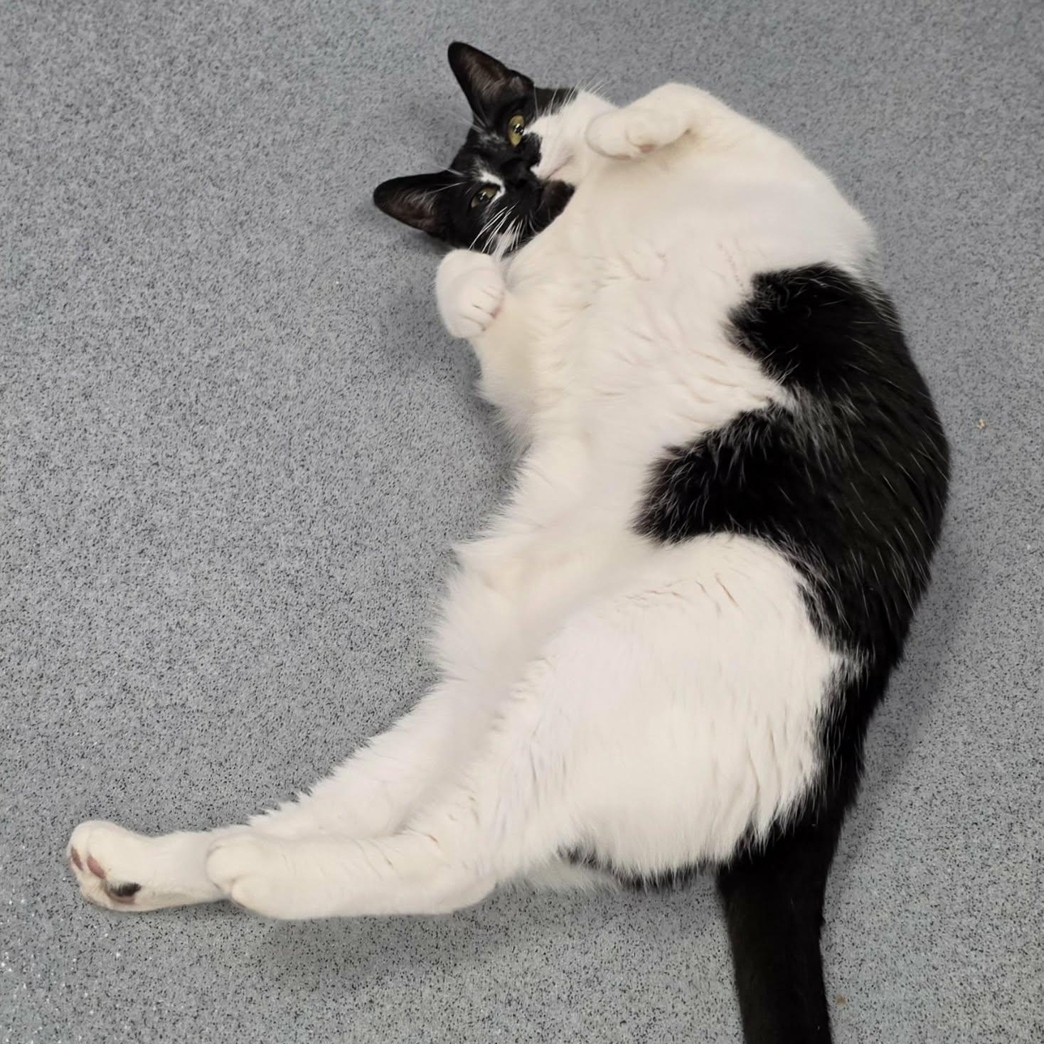 Enlarge Khloe, Pretty Girl, a Adoptable Domestic Short Hair in Meriden, CT image 6/6
