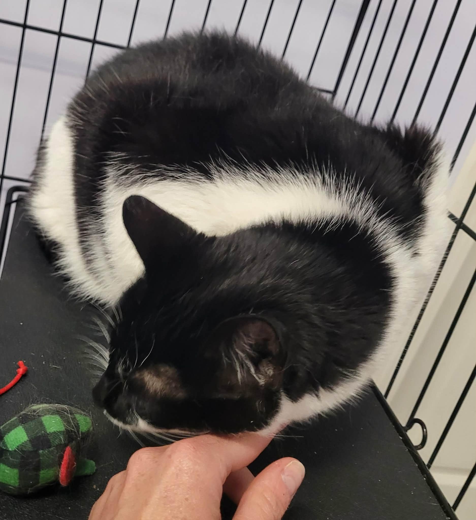 Khloe, Pretty Girl, a ADOPTABLE Domestic Short Hair in Meriden, CT image 2/5
