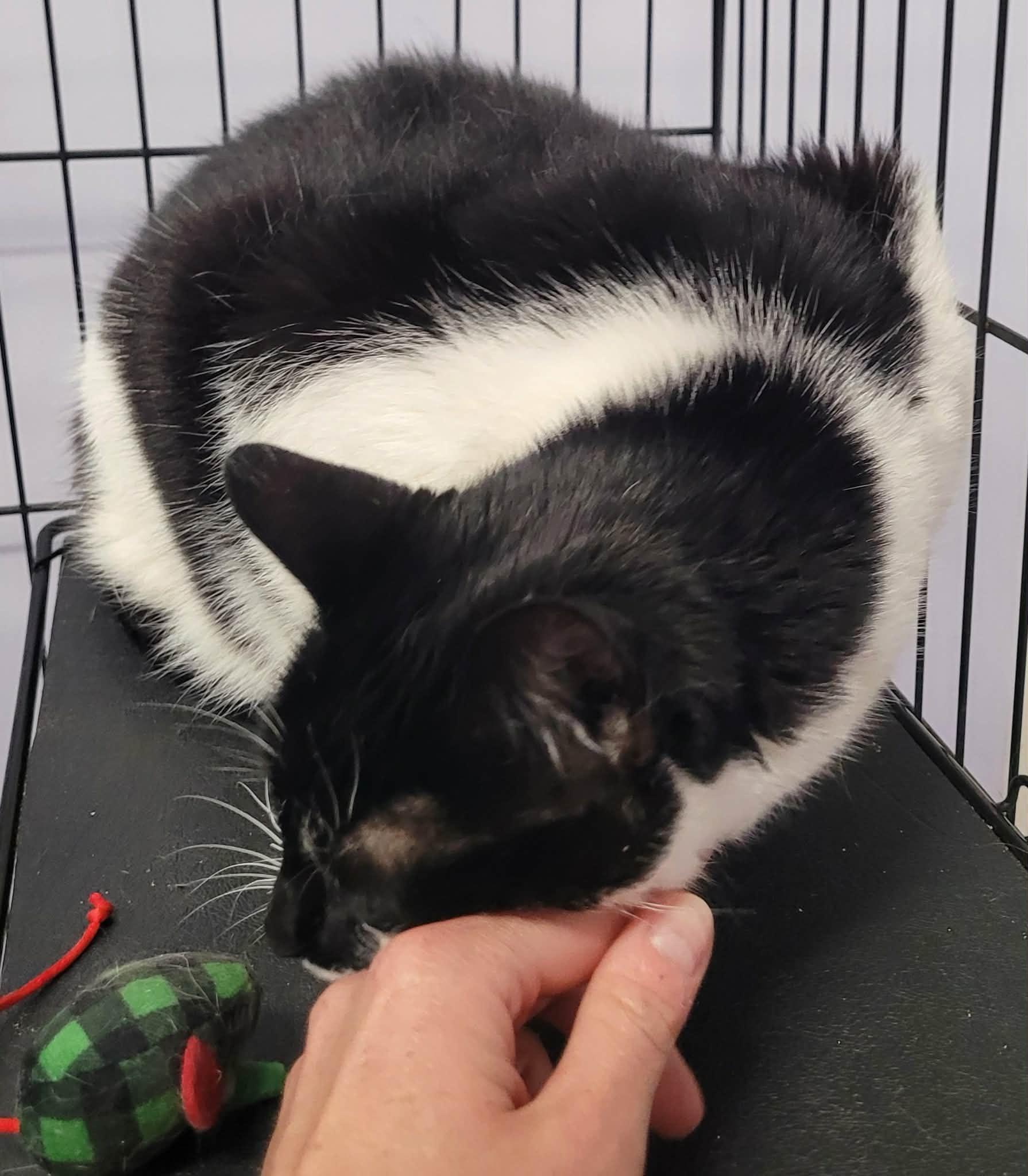 Khloe, Pretty Girl, a ADOPTABLE Domestic Short Hair in Meriden, CT image 5/5