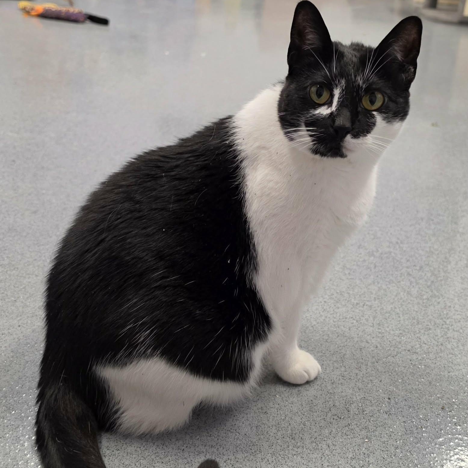 Enlarge Khloe, Pretty Girl, a Adoptable Domestic Short Hair in Meriden, CT image 4/6