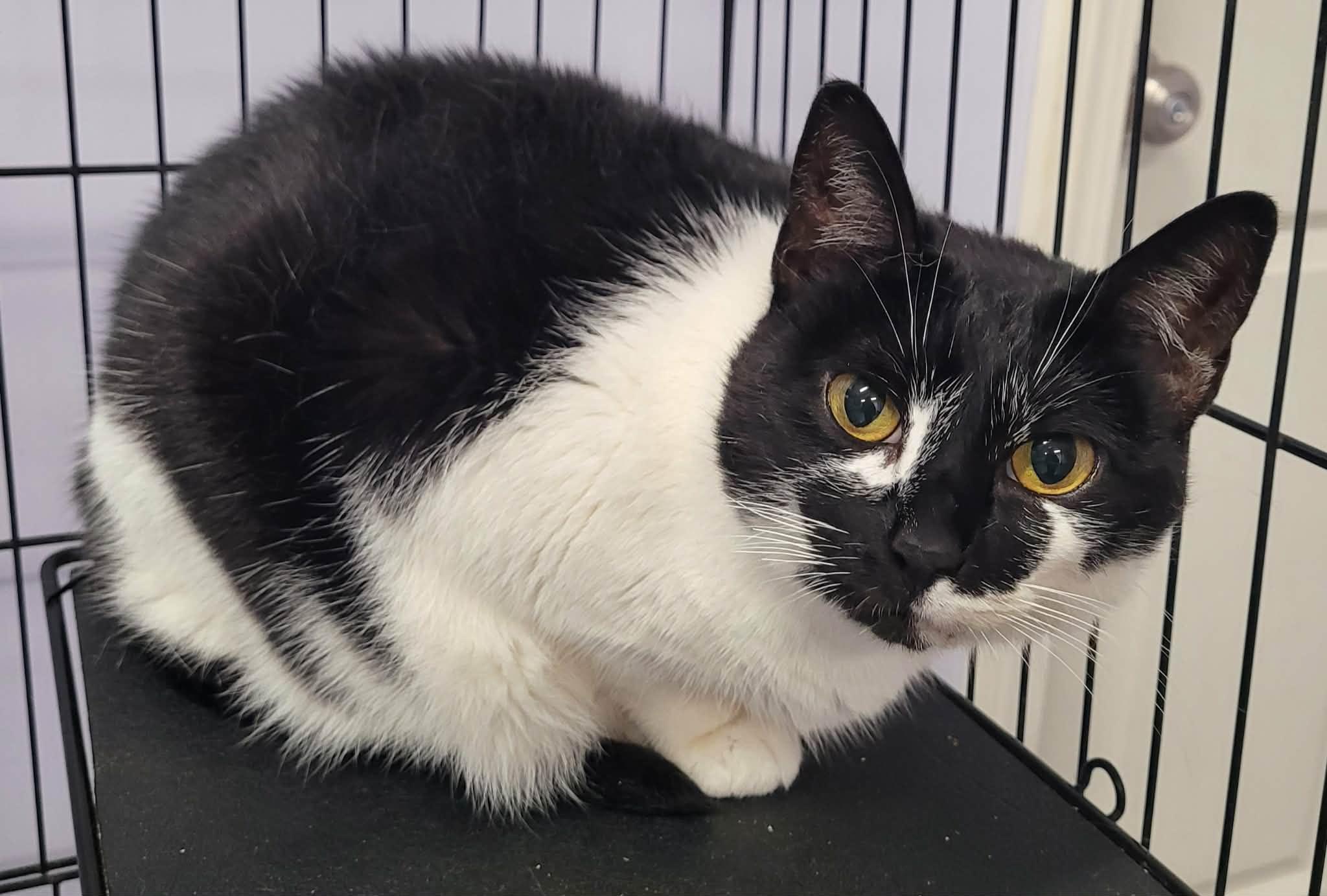 Khloe, Pretty Girl, ADOPTABLE, Adult Female Domestic Short Hair.