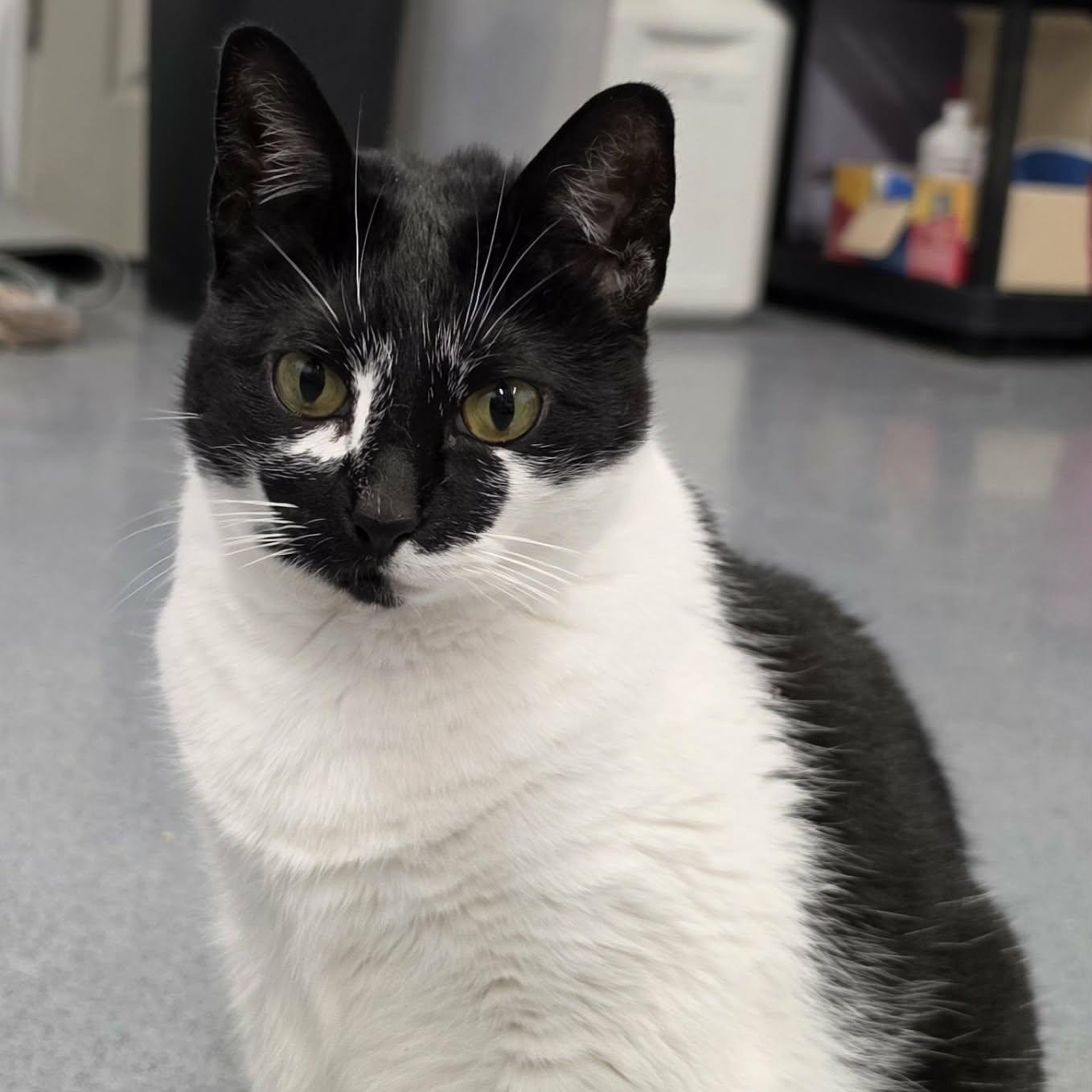 Enlarge Khloe, Pretty Girl, a Adoptable Domestic Short Hair in Meriden, CT image 1/6