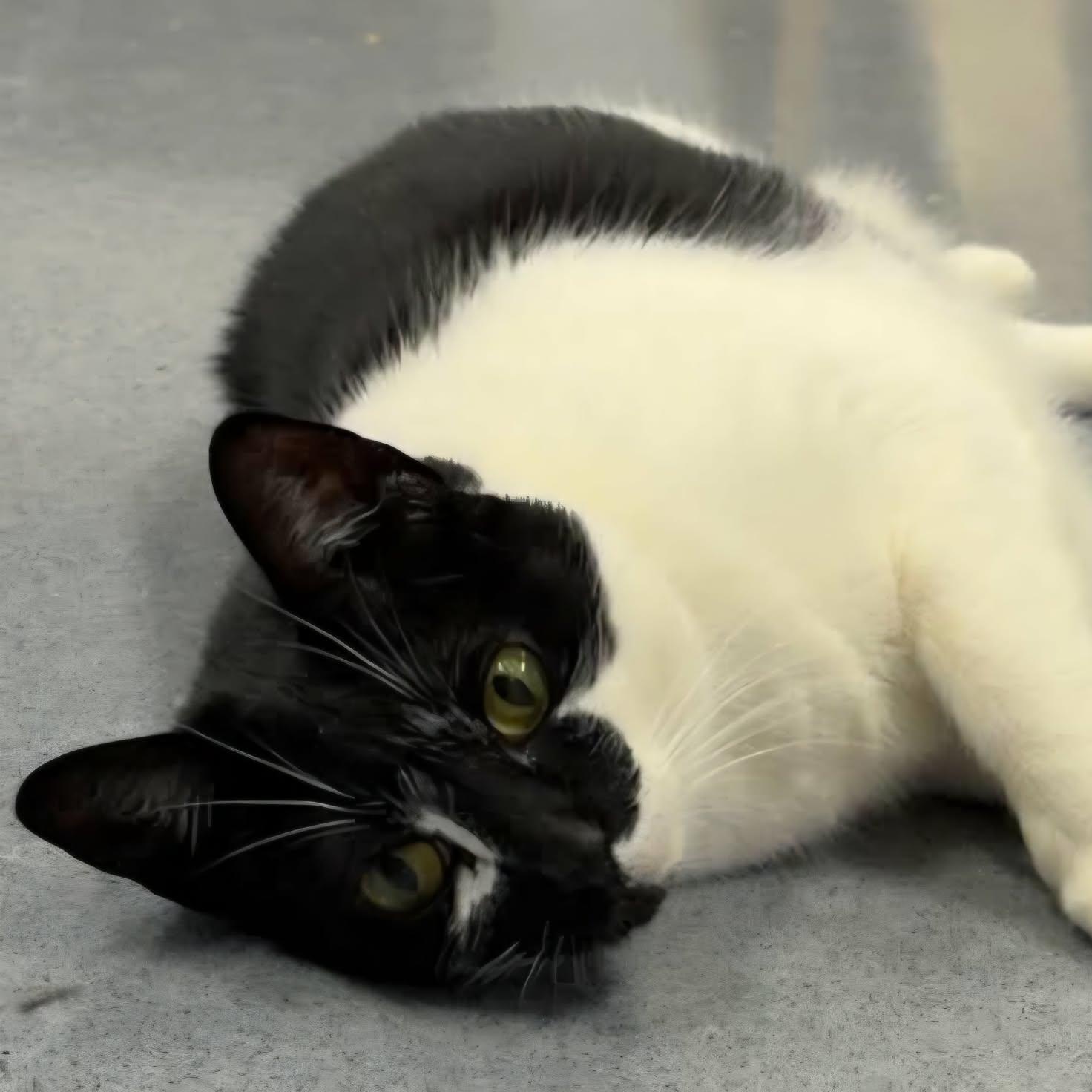 Enlarge Khloe, Pretty Girl, a Adoptable Domestic Short Hair in Meriden, CT image 5/6