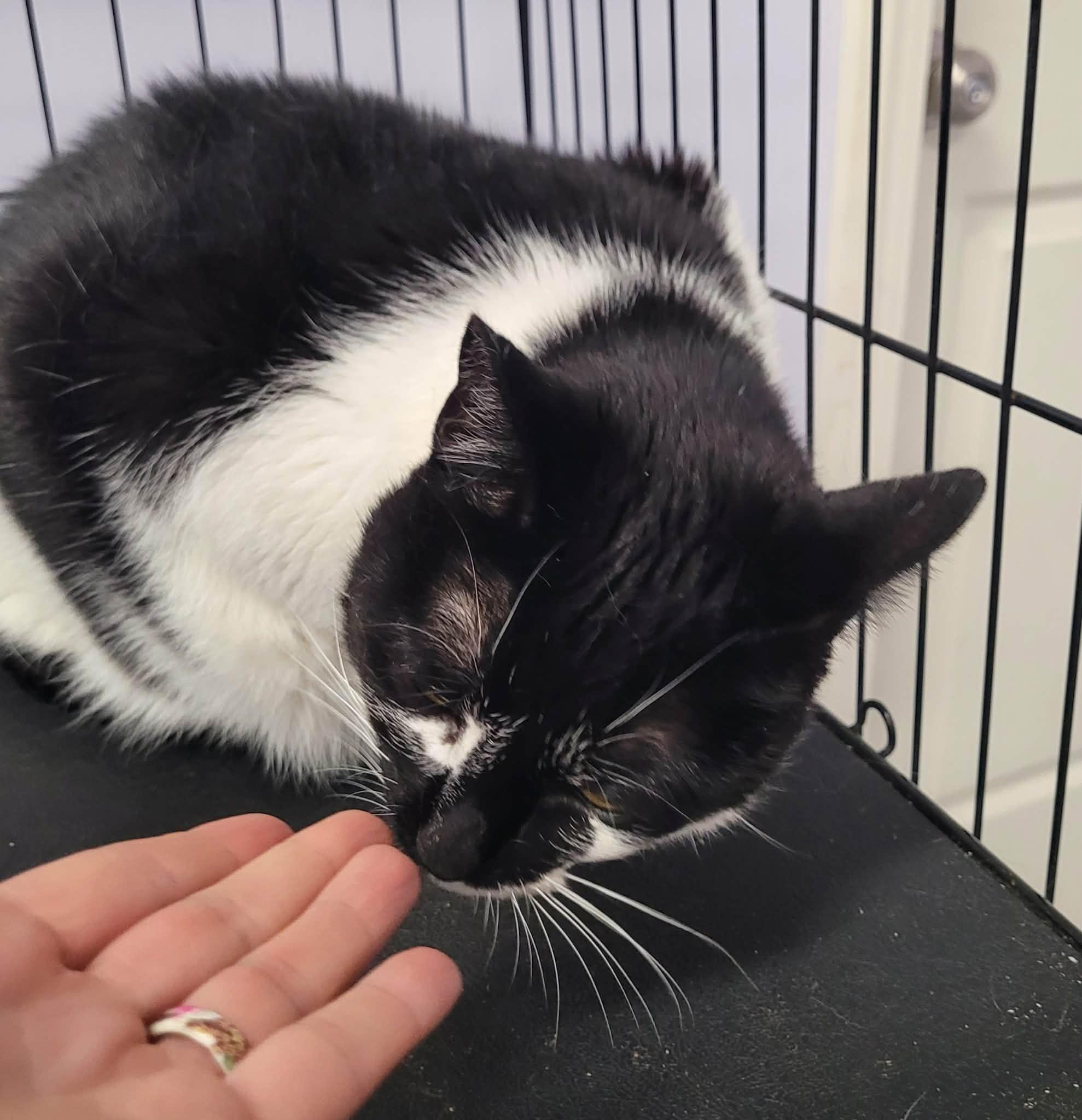 Khloe, Pretty Girl, a ADOPTABLE Domestic Short Hair in Meriden, CT image 3/5