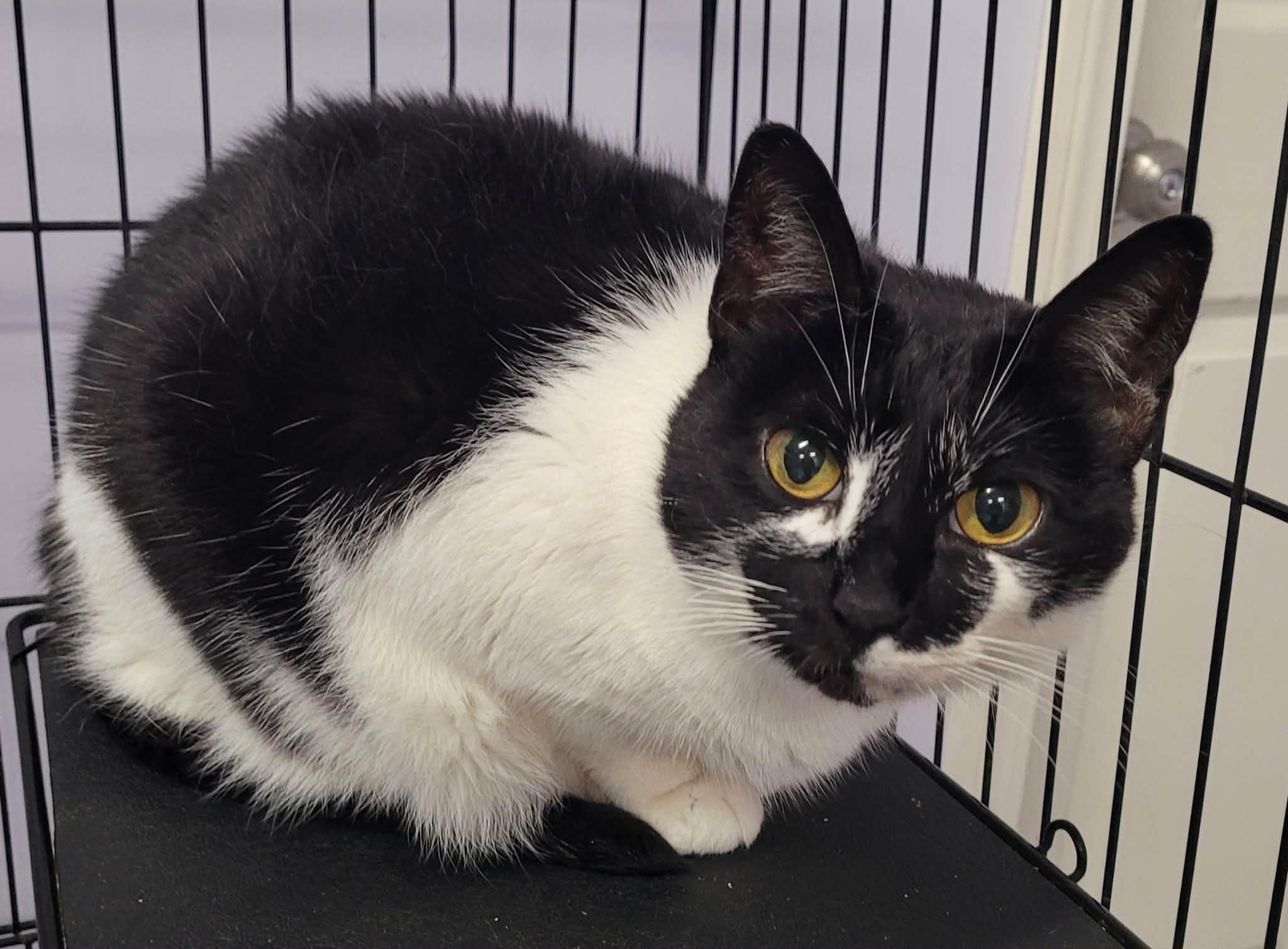 Khloe, Pretty Girl, a ADOPTABLE Domestic Short Hair in Meriden, CT image 4/5