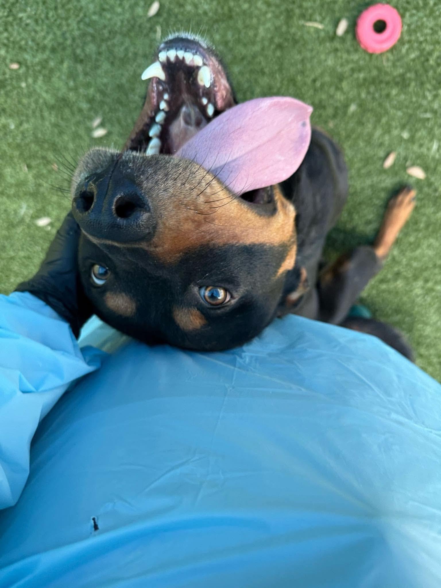 Lochness, Adoptable, Adult Male Rottweiler.
