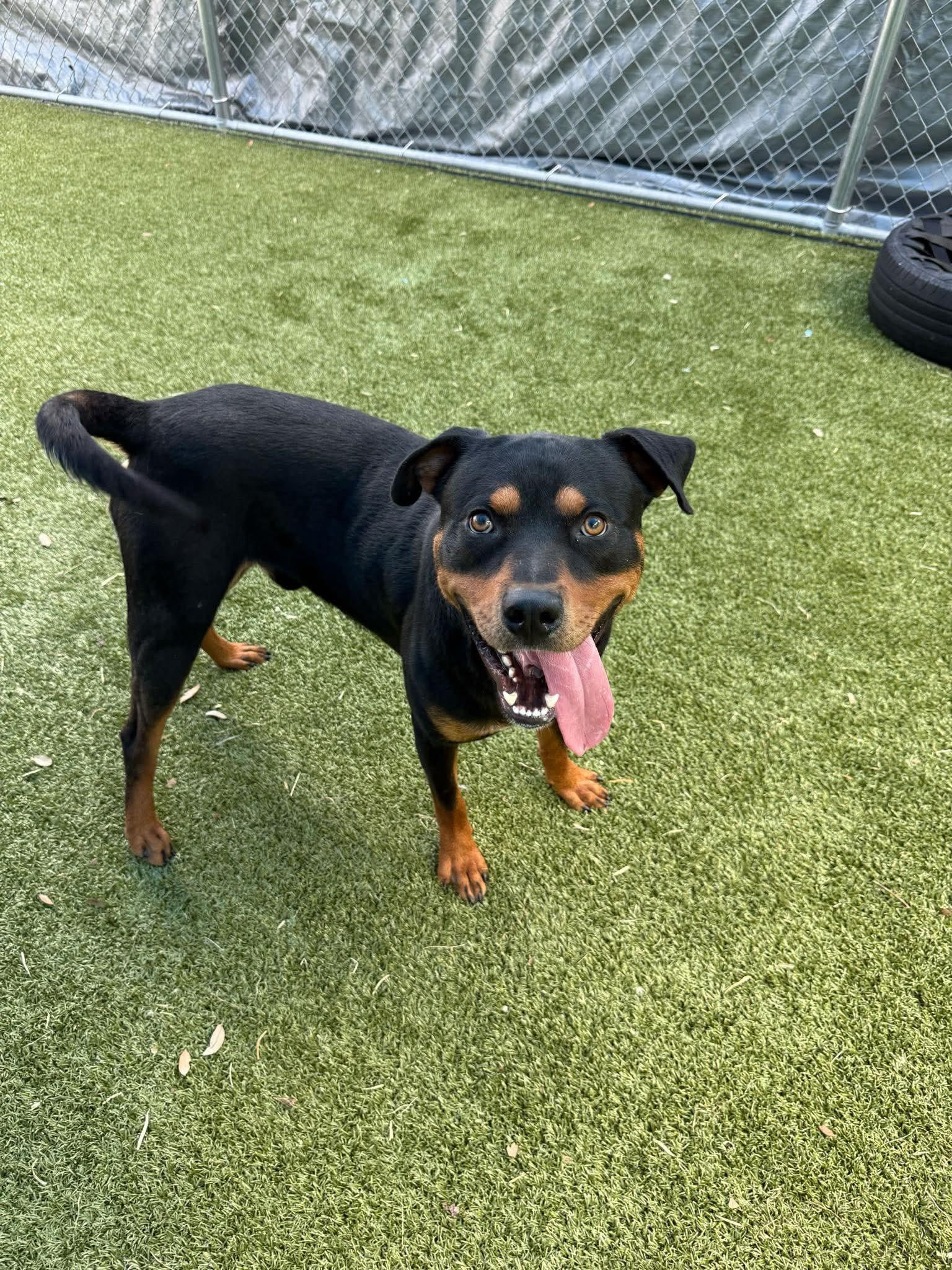 Lochness, a Adoptable Rottweiler in Hillsboro, NH image 2/3