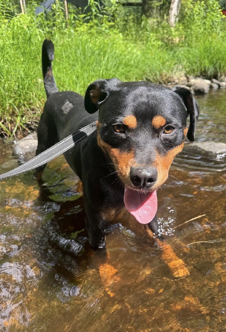 Lochness, a Adoptable Rottweiler in Hillsboro, NH image 2/3