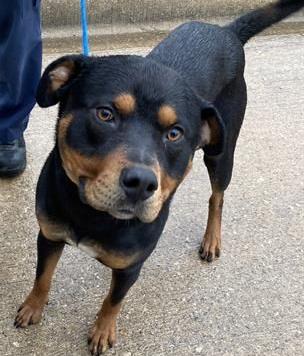 Lochness, a Adoptable Rottweiler in Hillsboro, NH image 2/3