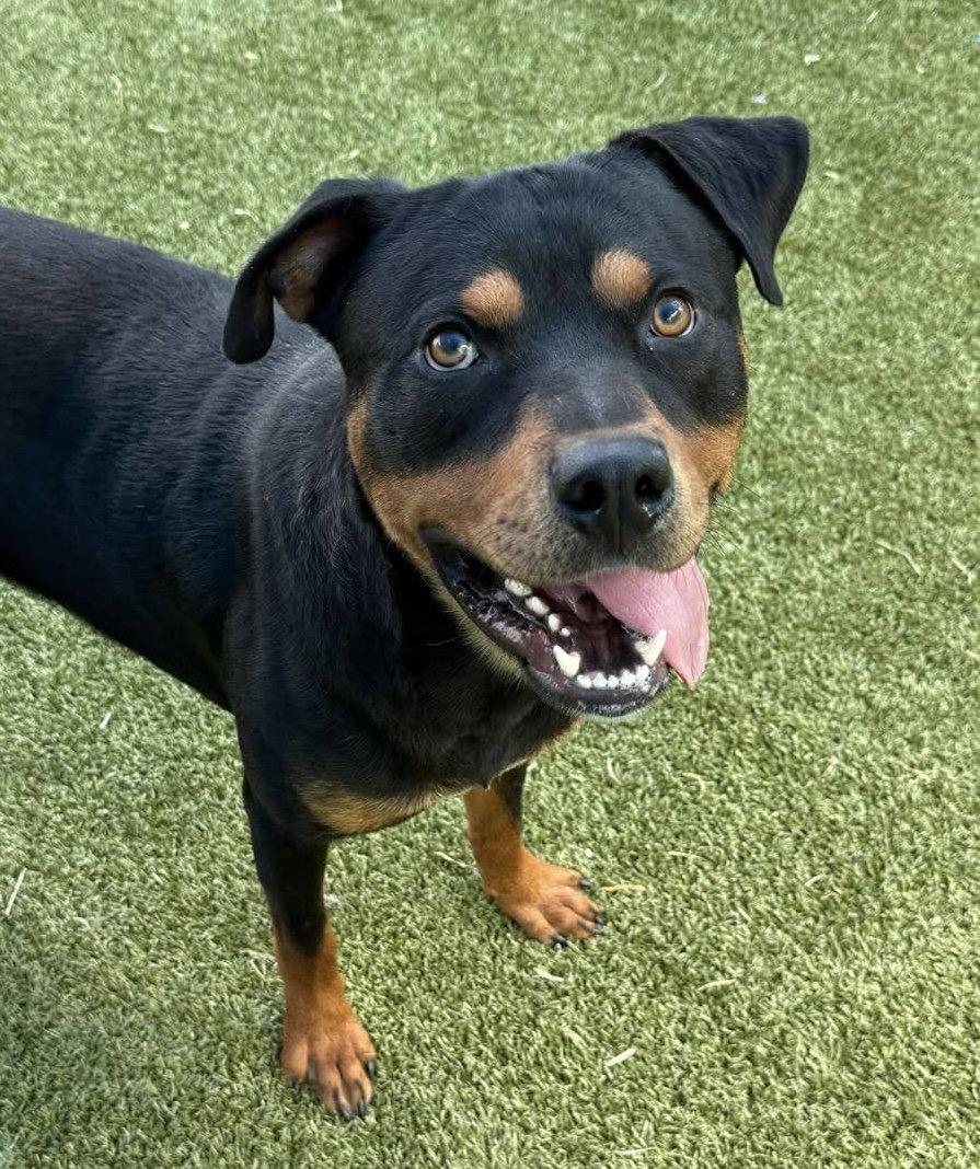 Lochness, a Adoptable Rottweiler in Hillsboro, NH image 3/3