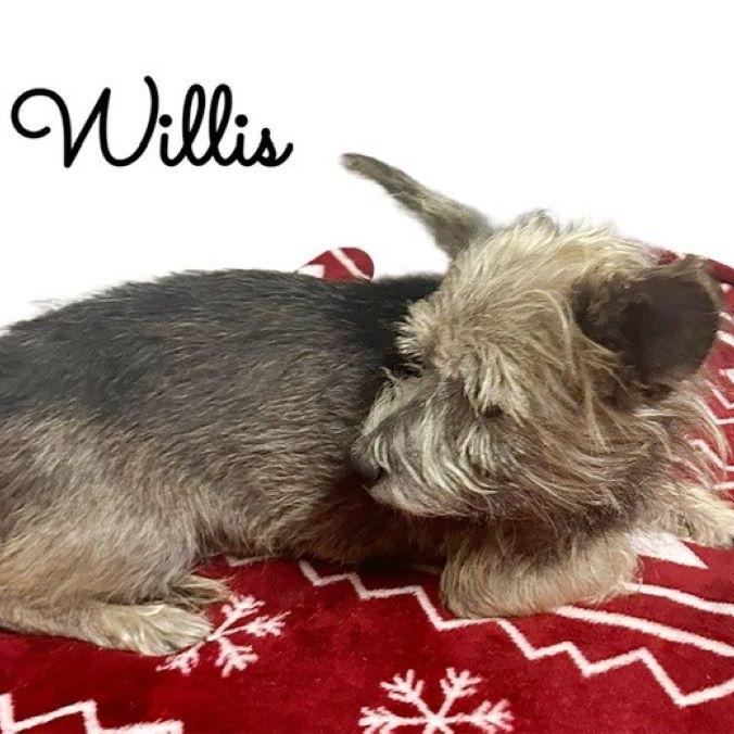 Willis 4