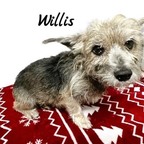 Willis 1