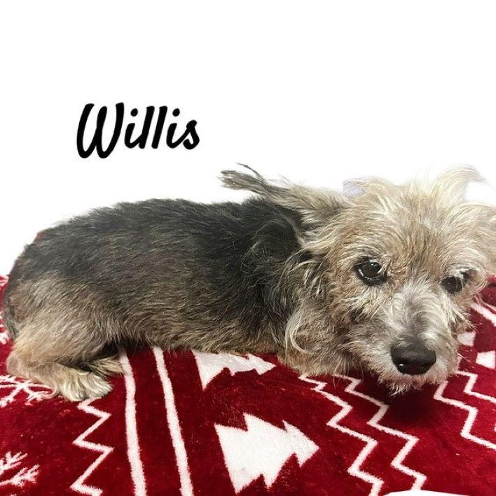 Willis 2