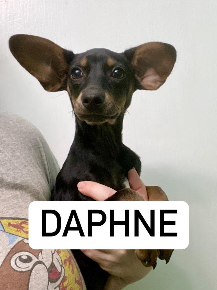 Daphne, a Adoptable mixed breed in Houston, TX image 4/5