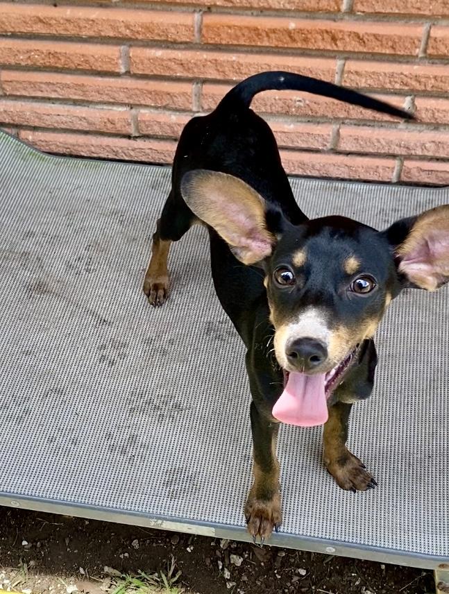 Daphne, a Adoptable mixed breed in Houston, TX image 5/5