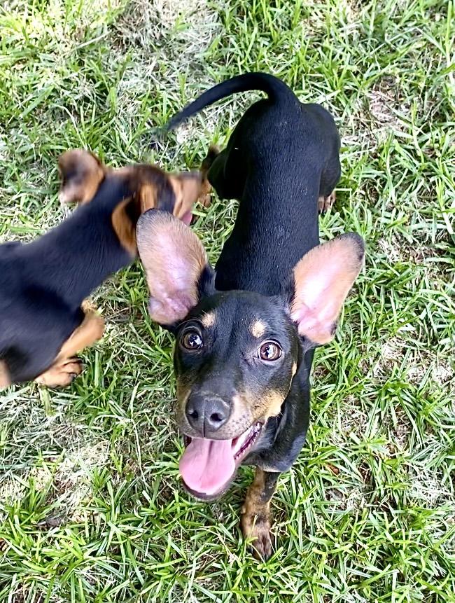 Daphne, Adoptable, Puppy Female Miniature Pinscher & Rat Terrier.