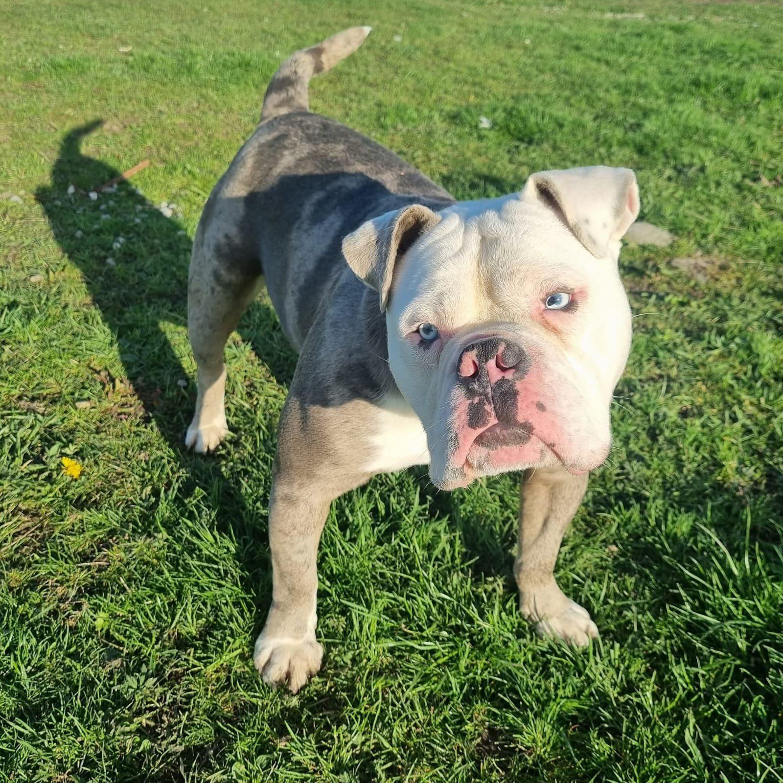 Enlarge Rocco, a ADOPTABLE Bulldog in Winter Park, FL image 1/3