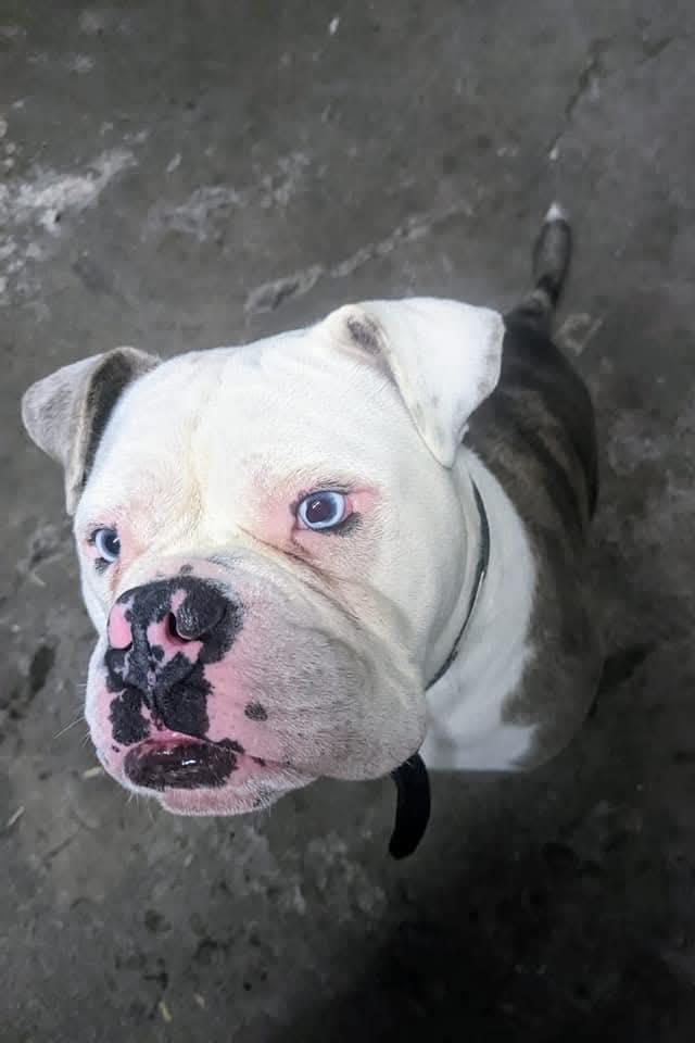 Enlarge Rocco, a ADOPTABLE Bulldog in Winter Park, FL image 3/3