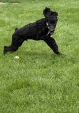 Kylo, a ADOPTABLE Standard Poodle in Hamilton, MT image 3/3