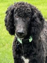 Kylo, ADOPTABLE, Young Male Standard Poodle.