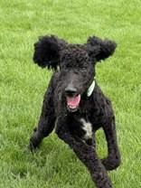 Kylo, a ADOPTABLE Standard Poodle in Hamilton, MT image 2/3
