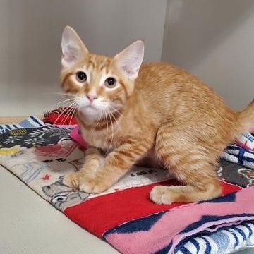 Enlarge Laxus and Gray, a ADOPTABLE Domestic Short Hair in Hutchinson, MN image 3/6