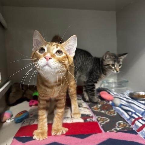 Enlarge Laxus and Gray, a ADOPTABLE Domestic Short Hair in Hutchinson, MN image 1/6