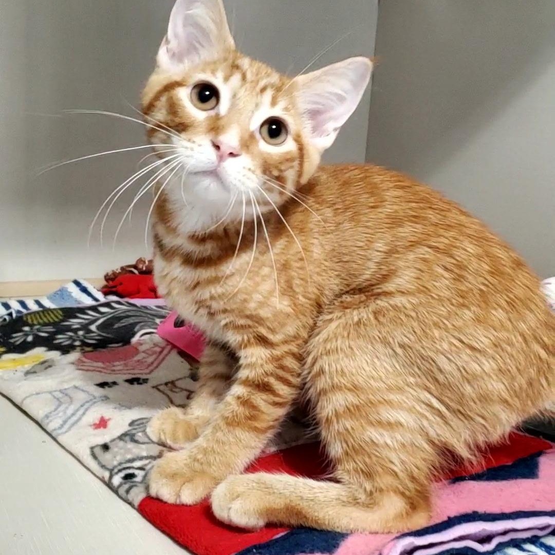 Enlarge Laxus and Gray, a ADOPTABLE Domestic Short Hair in Hutchinson, MN image 5/6